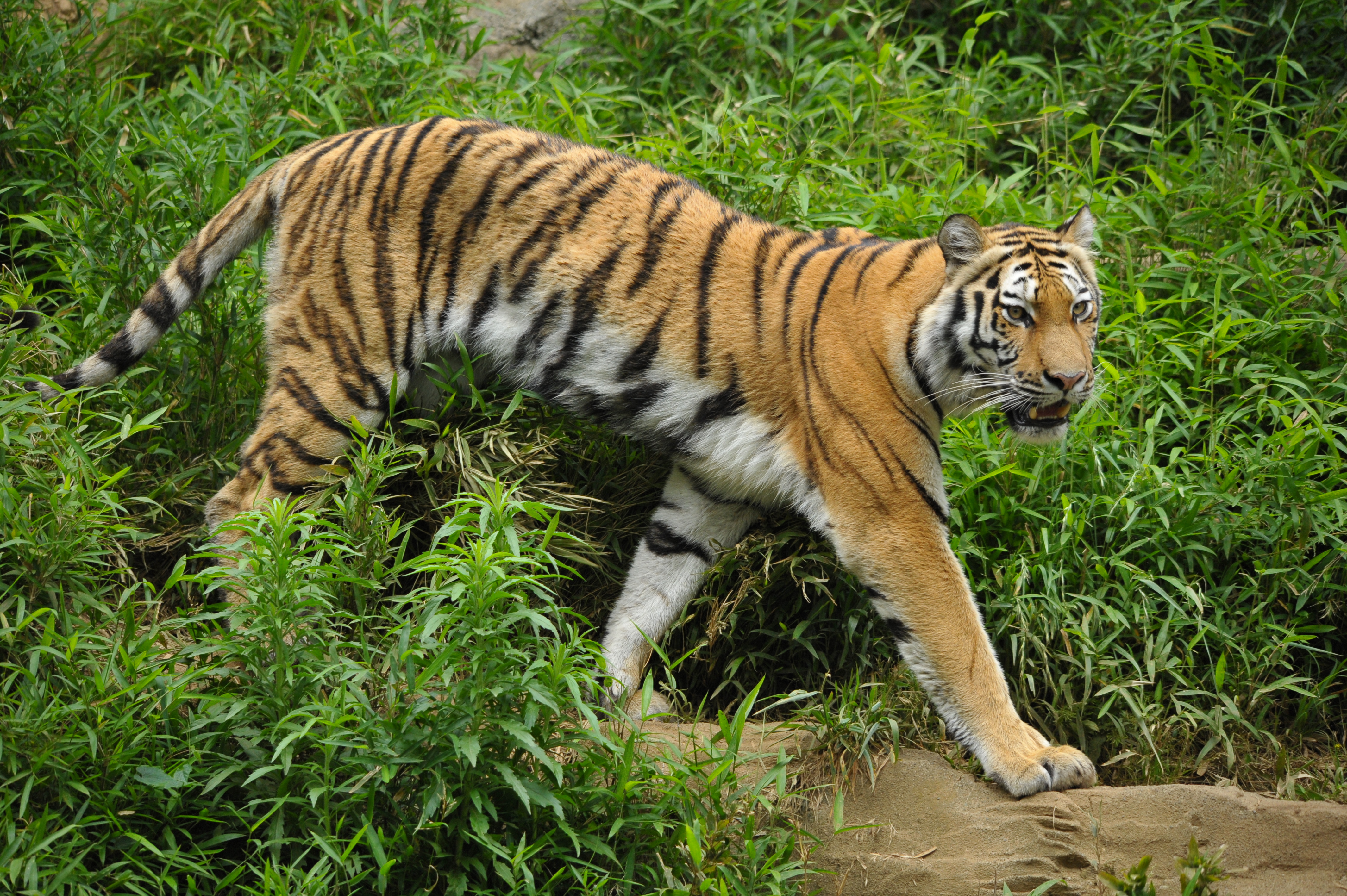 <b>D700 / 4,256×2,832 / 1/1,250秒 / F6.3 / -0.3EV / ISO1600 / 絞り優先AE / WB:晴天 / 250mm / ヴィネットコントロール:しない</b>