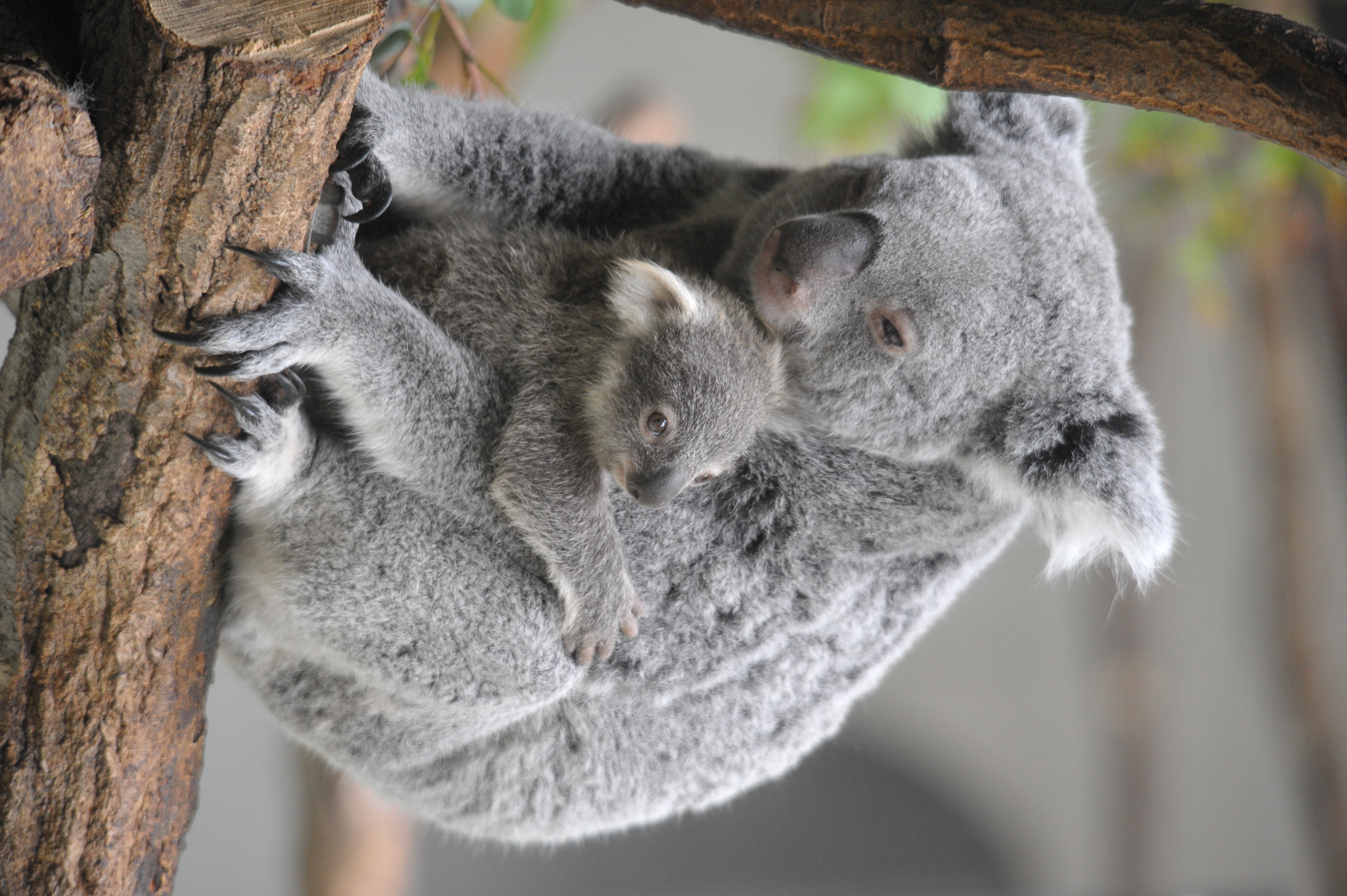 <b>D700 / 2832x4256 / 1/50秒 / F6.3 / 0EV / ISO2500 / 絞り優先AE / WB:オート / 270mm / ヴィネットコントロール:しない</b>