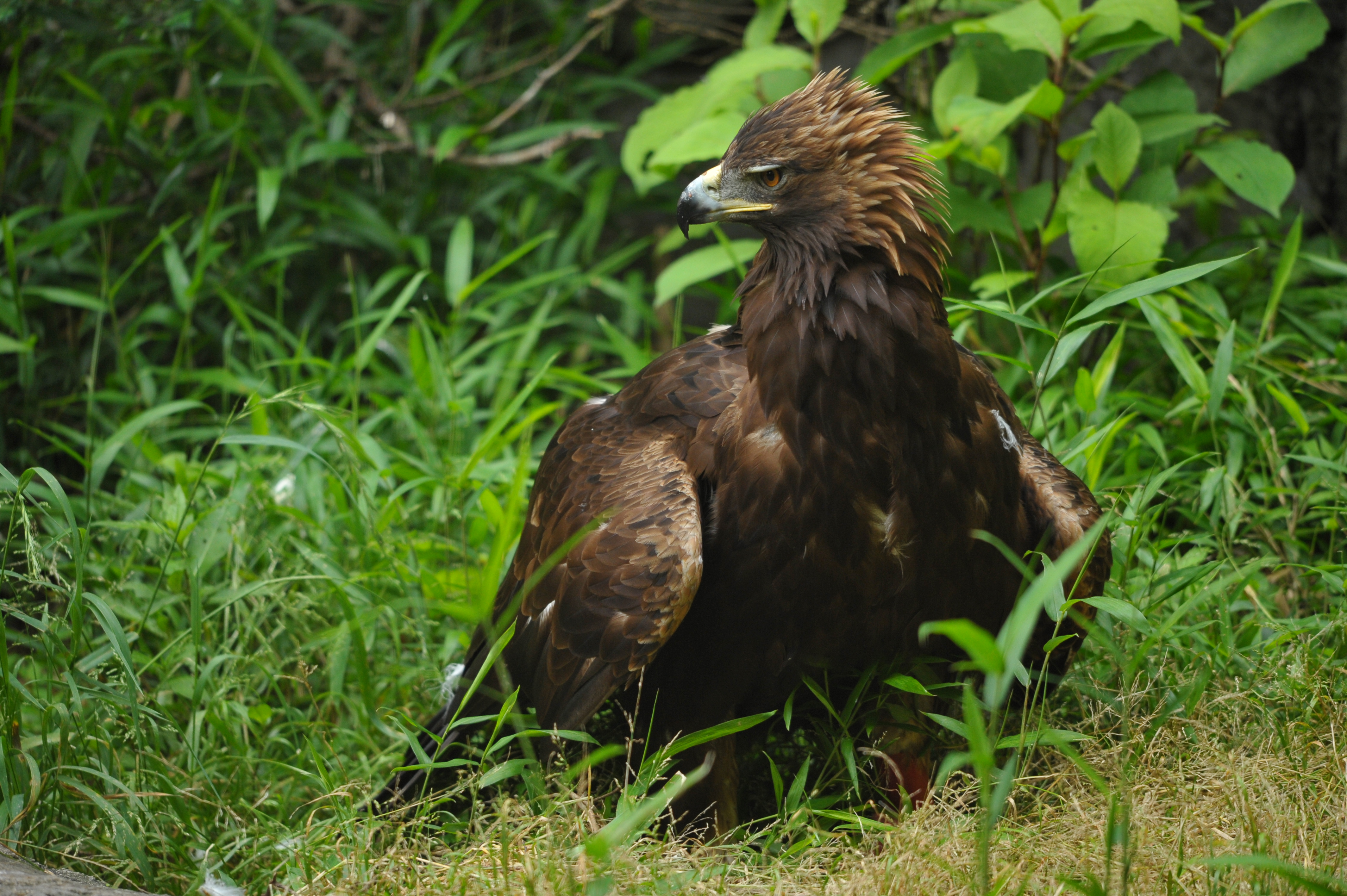 <b>D700 / 4,256×2,832 / 1/200秒 / F6.3 / -1EV / ISO1250 / 絞り優先AE / WB:晴天 / 400mm / ヴィネットコントロール:しない</b>