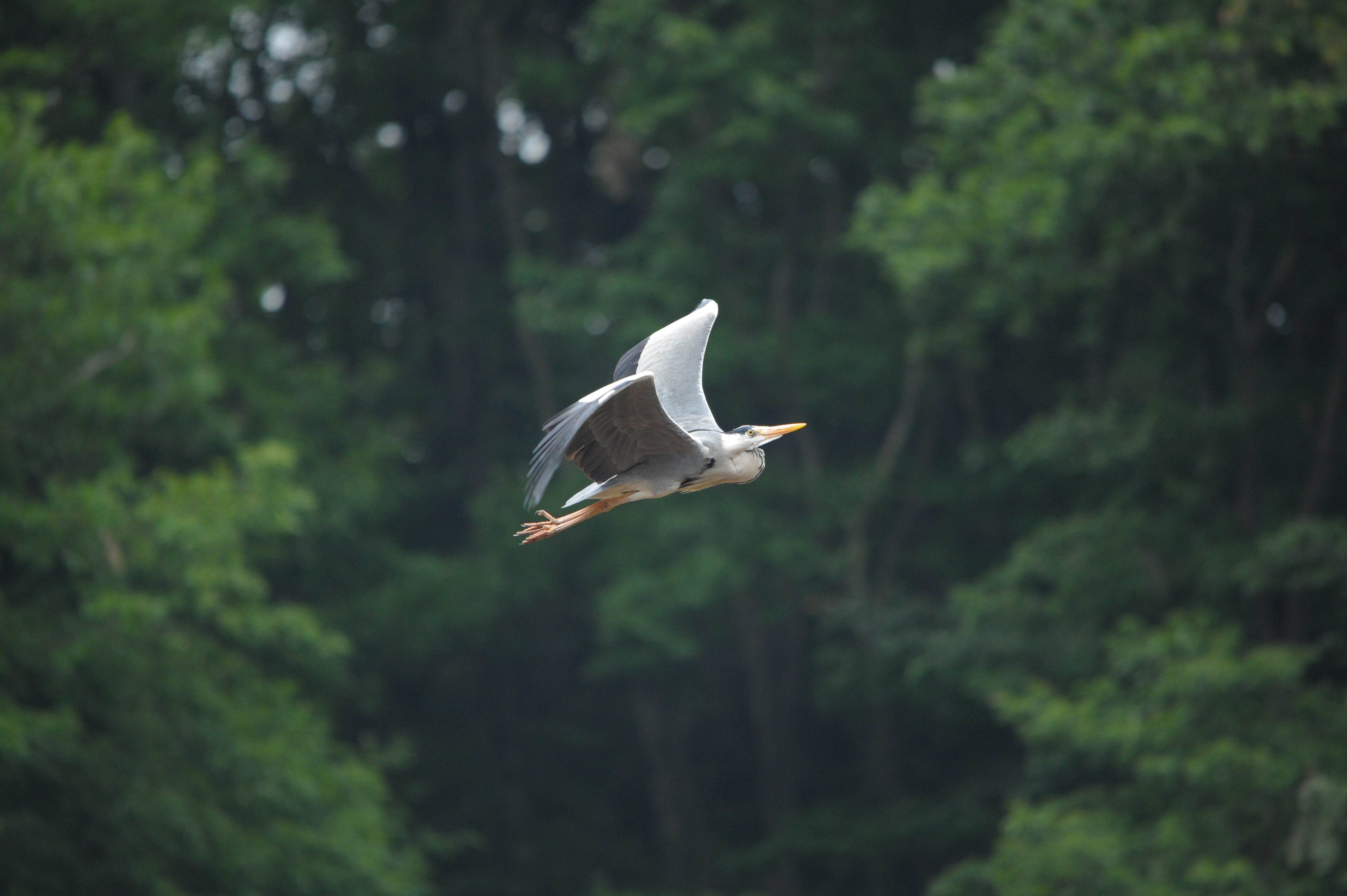 <b>D700 / 4,256×2,832 / 1/1,000秒 / F7 / -0.7EV / ISO1600 / シャッター速度優先AE / WB:晴天 / 500mm / ヴィネットコントロール:しない</b>