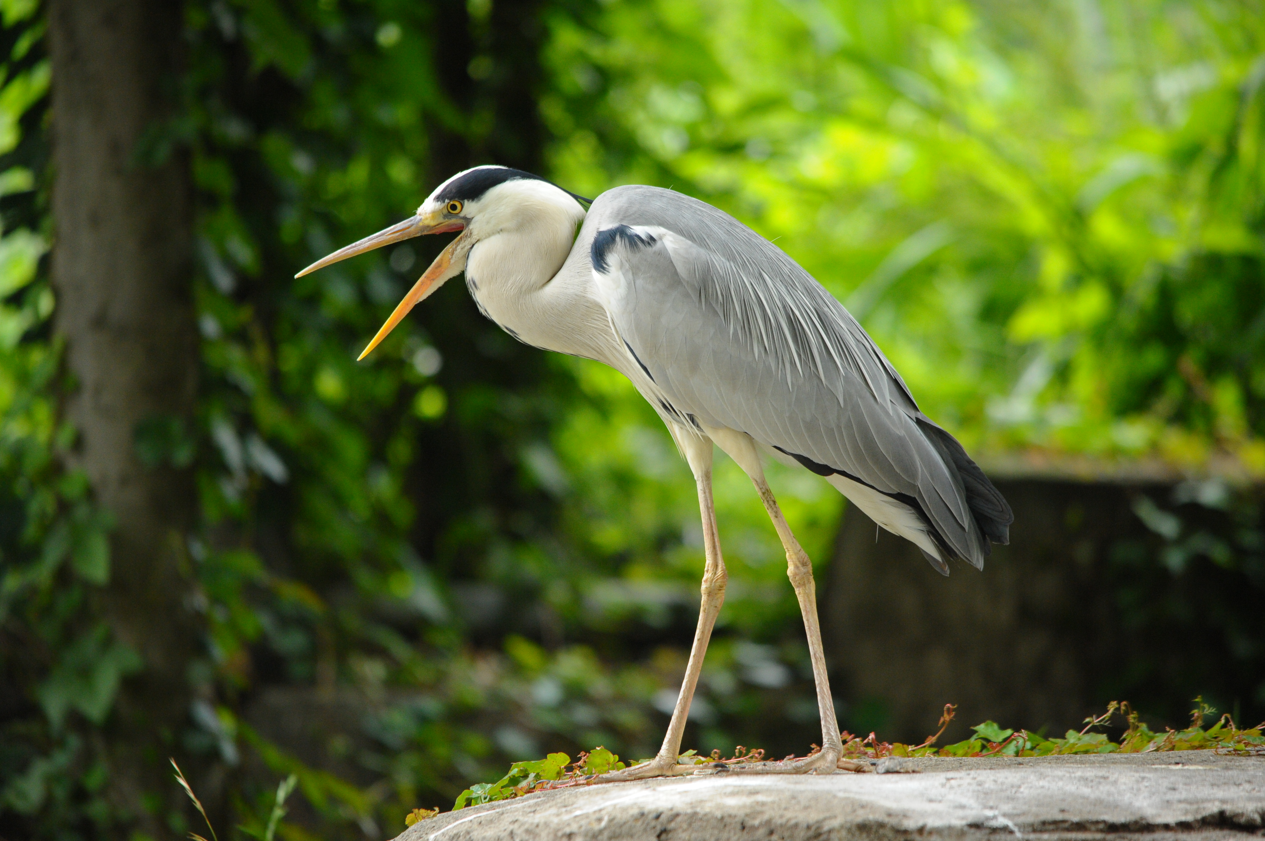 <b>D700 / 4,256×2,832 / 1/500秒 / F6.3 / 0EV / ISO2800 / 絞り優先AE / WB:晴天 / 450mm / ヴィネットコントロール:しない</b>