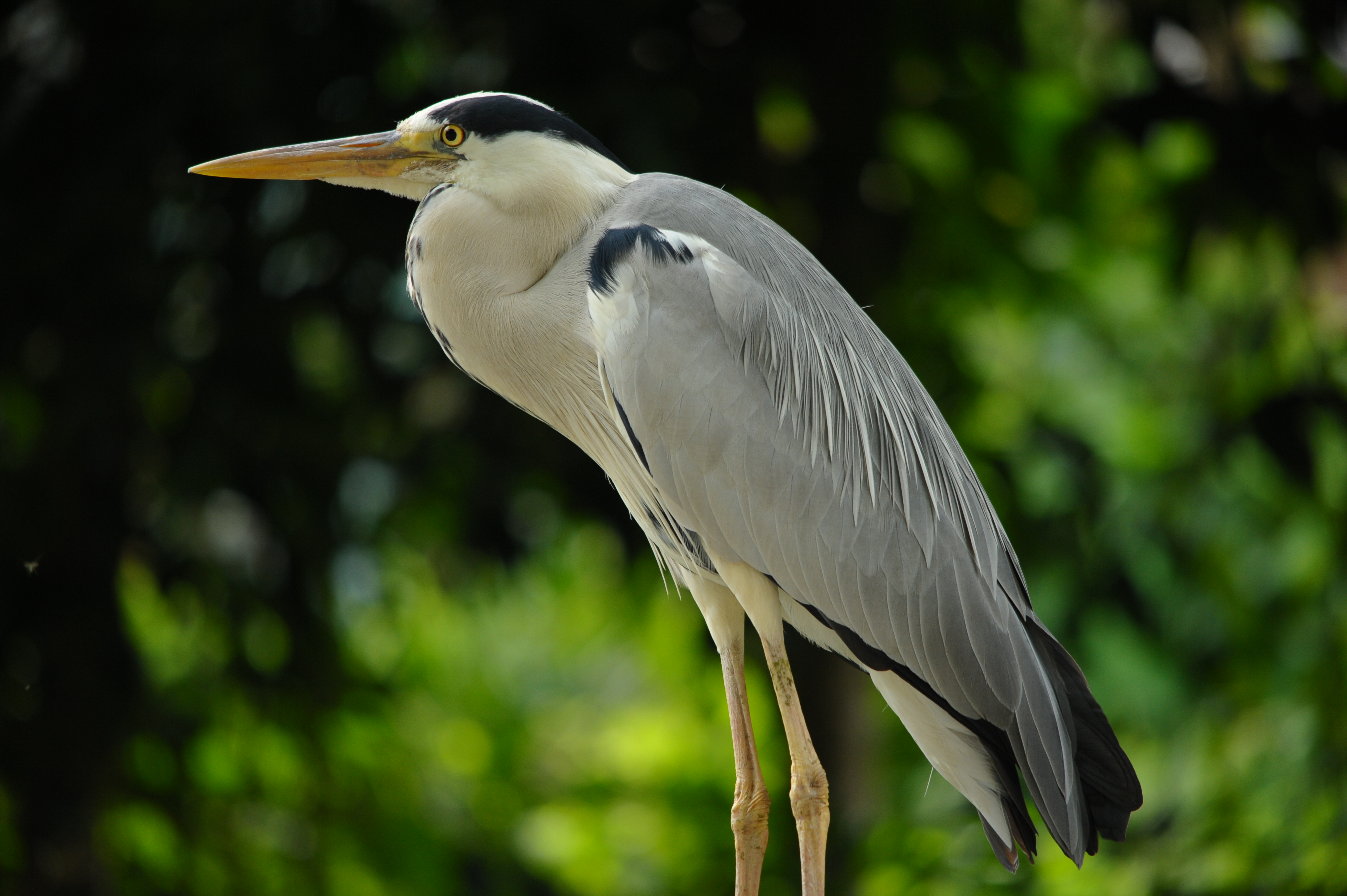 <b>D700 / 4,256×2,832 / 1/320秒 / F6.3 / 0EV / ISO1250 / 絞り優先AE / WB:晴天 / 500mm / ヴィネットコントロール:しない</b>