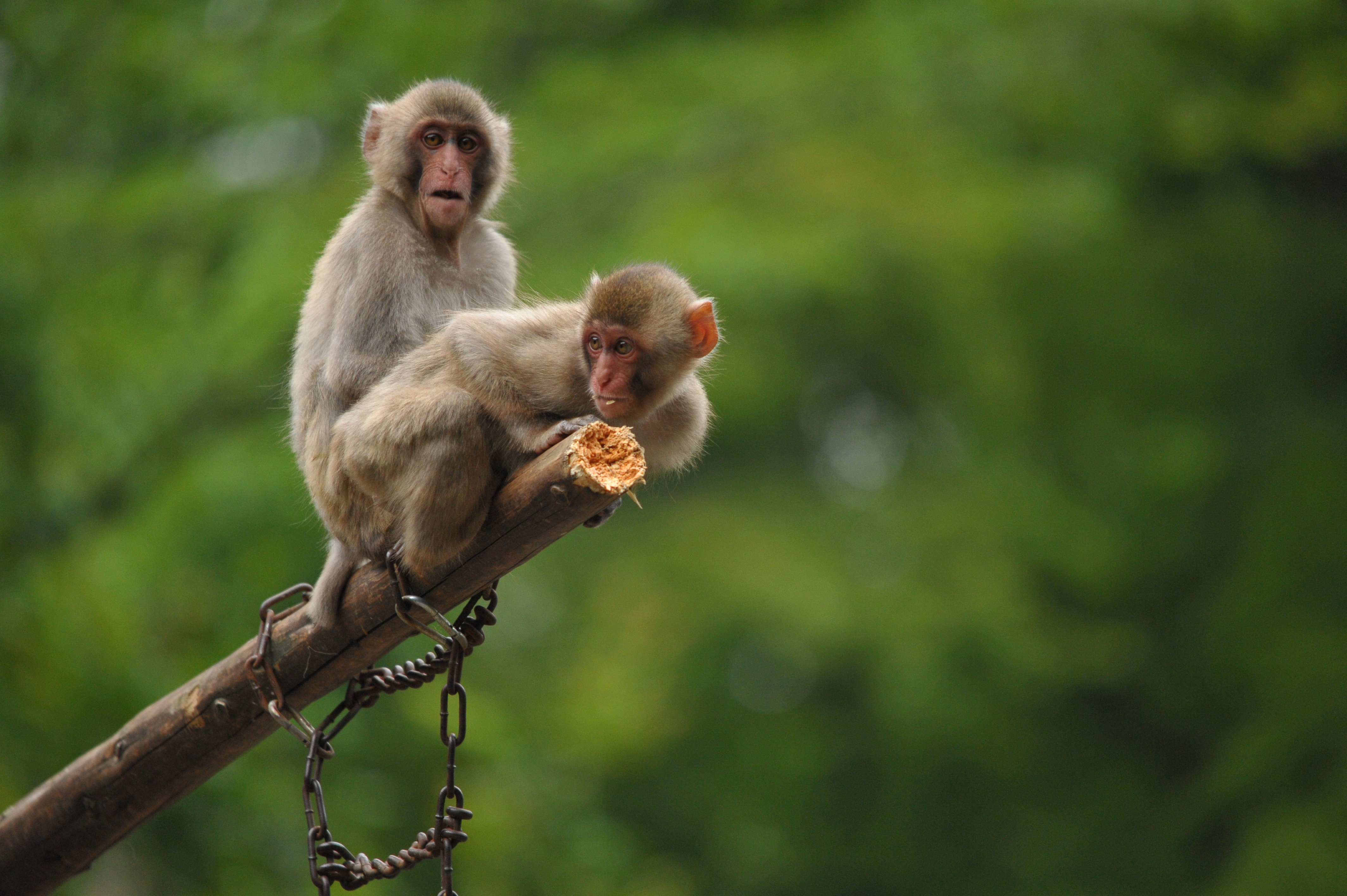 <b>D700 / 4,256×2,832 / 1/800秒 / F6.3 / 0EV / ISO2000 / シャッター速度優先AE / WB:晴天 / 500mm / ヴィネットコントロール:しない</b>