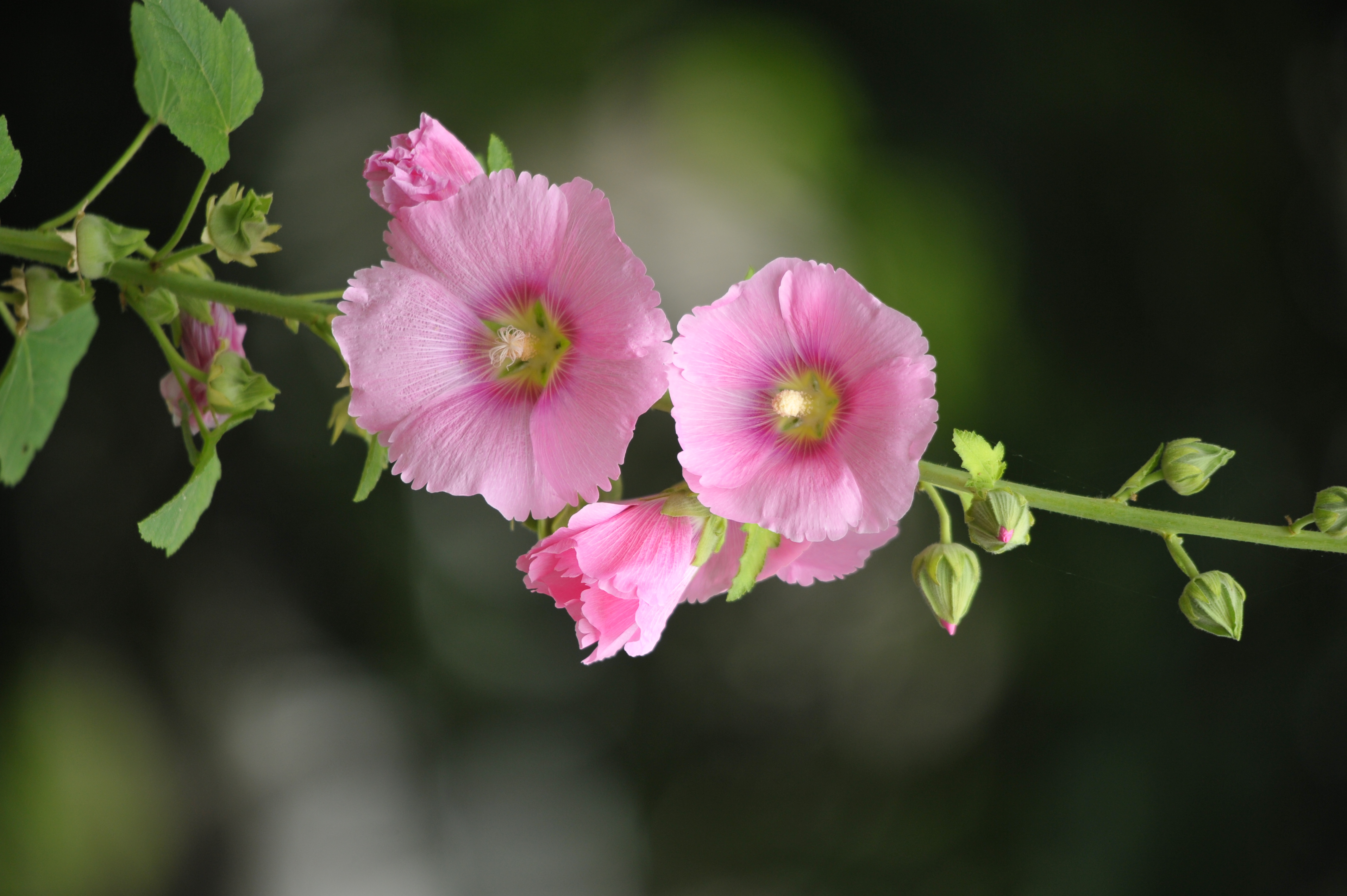 <b>D700 / 2832x4256 / 1/320秒 / F7 / +0.3EV / ISO640 / 絞り優先AE / WB:晴天 / 500mm / ヴィネットコントロール:しない</b>