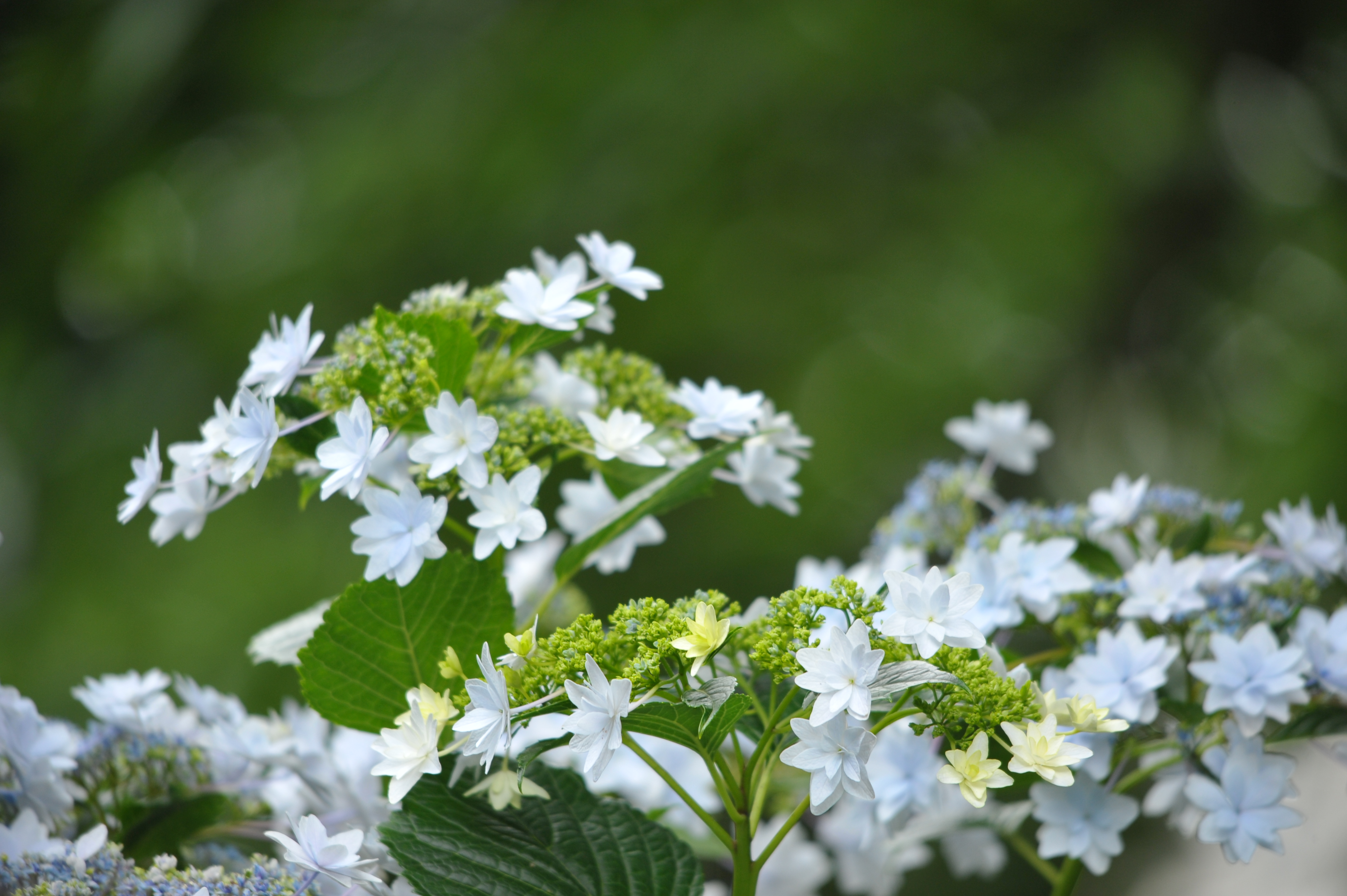 <b>D700 / 4,256×2,832 / 1/400秒 / F7 / +0.3EV / ISO640 / 絞り優先AE / WB:晴天 / 500mm / ヴィネットコントロール:しない</b>