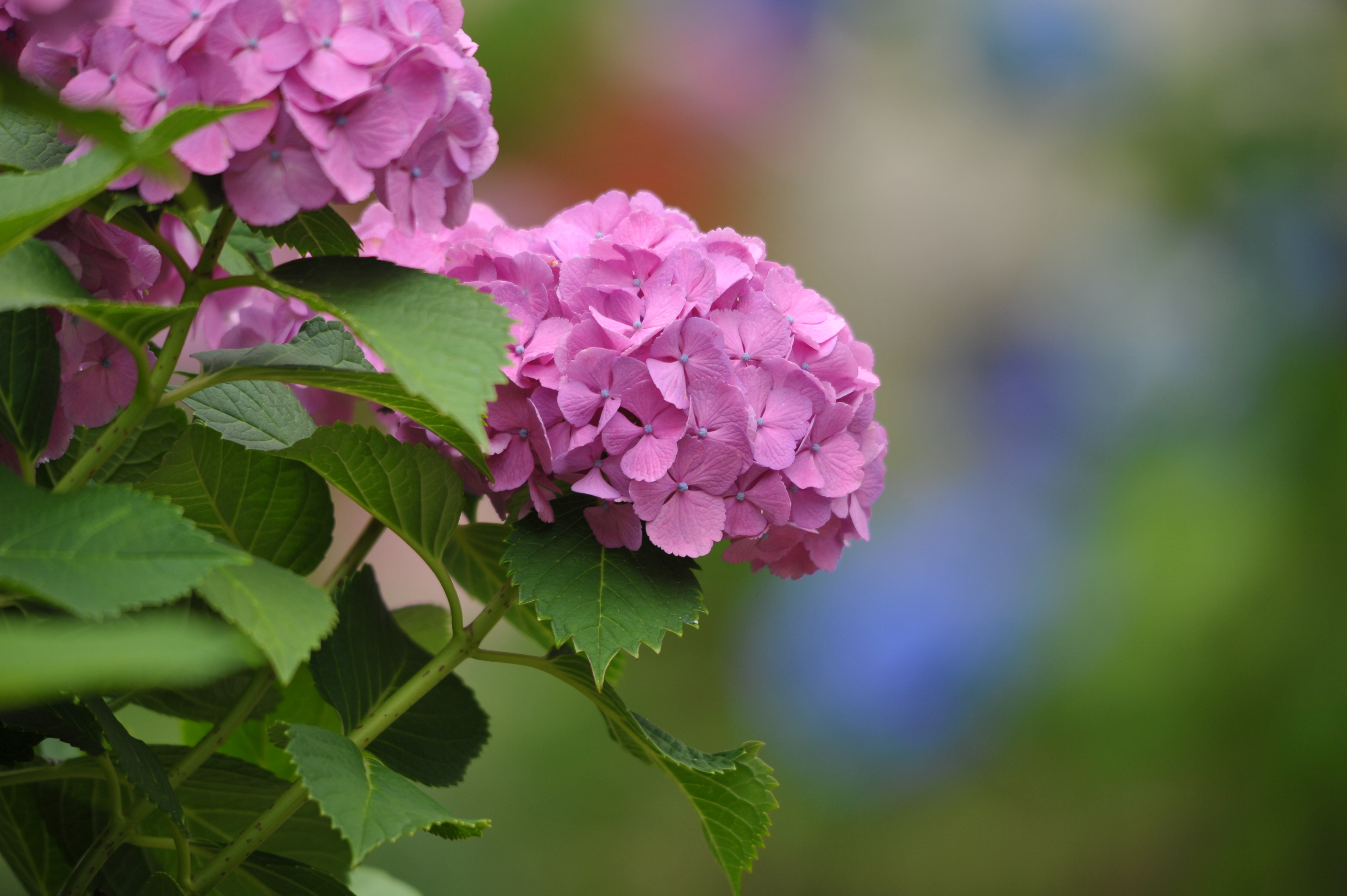 <b>D700 / 4,256×2,832 / 1/320秒 / F6.3 / 0EV / ISO400 / 絞り優先AE / WB:晴天 / 500mm / ヴィネットコントロール:しない</b>