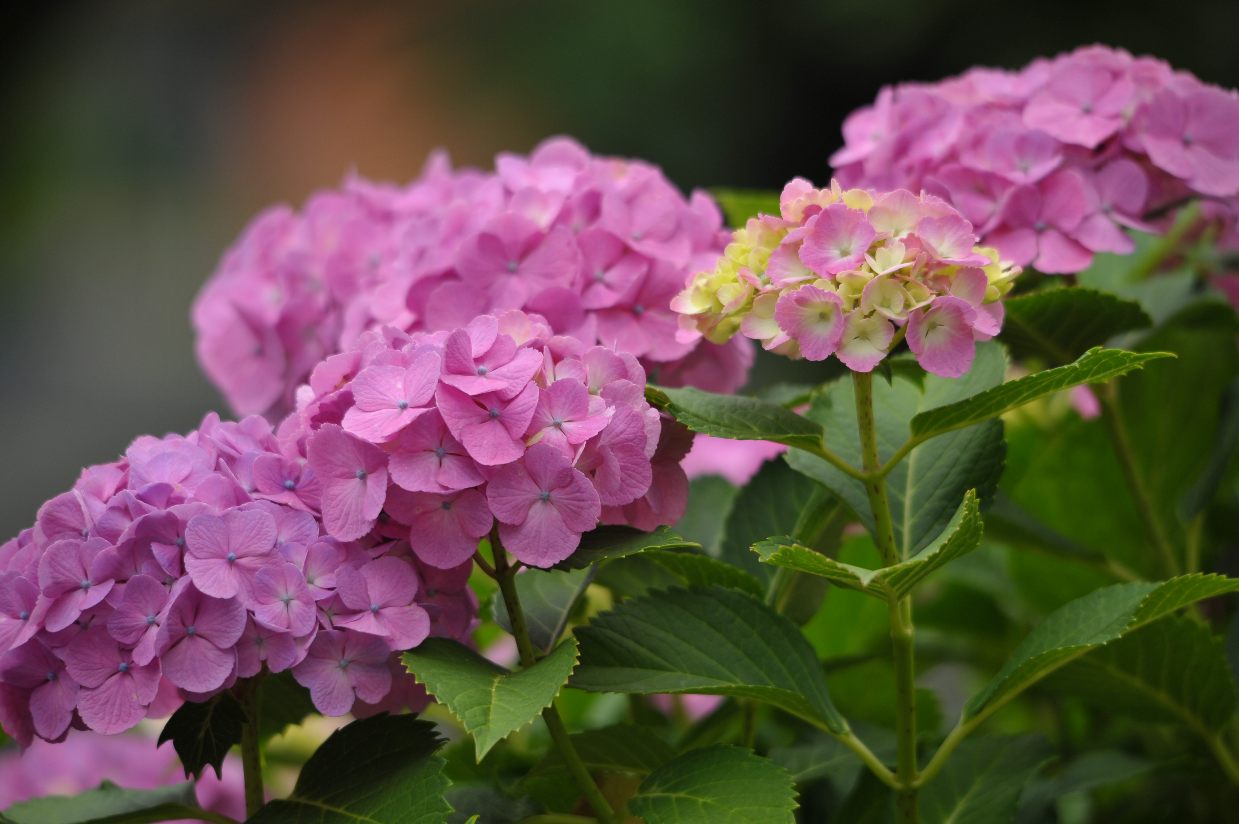 <b>D700 / 4,256×2,832 / 1/400秒 / F6.3 / 0EV / ISO400 / 絞り優先AE / WB:晴天 / 400mm / ヴィネットコントロール:しない</b>