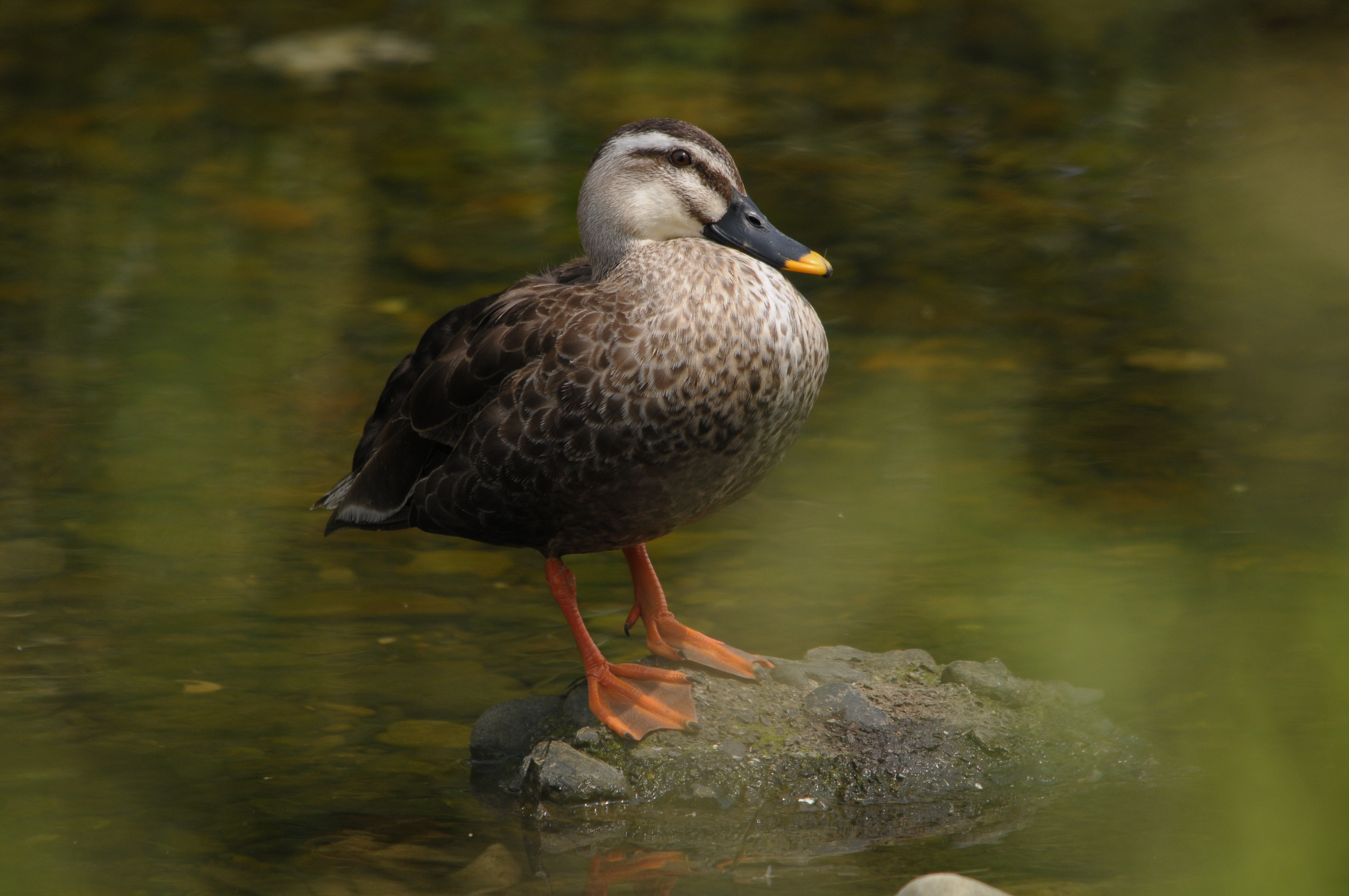 <b>D300 / 4,288×2,848 / 1/1,000秒 / F7 / -0.7EV / ISO400 / 絞り優先AE / WB:晴天 / 500mm</b>