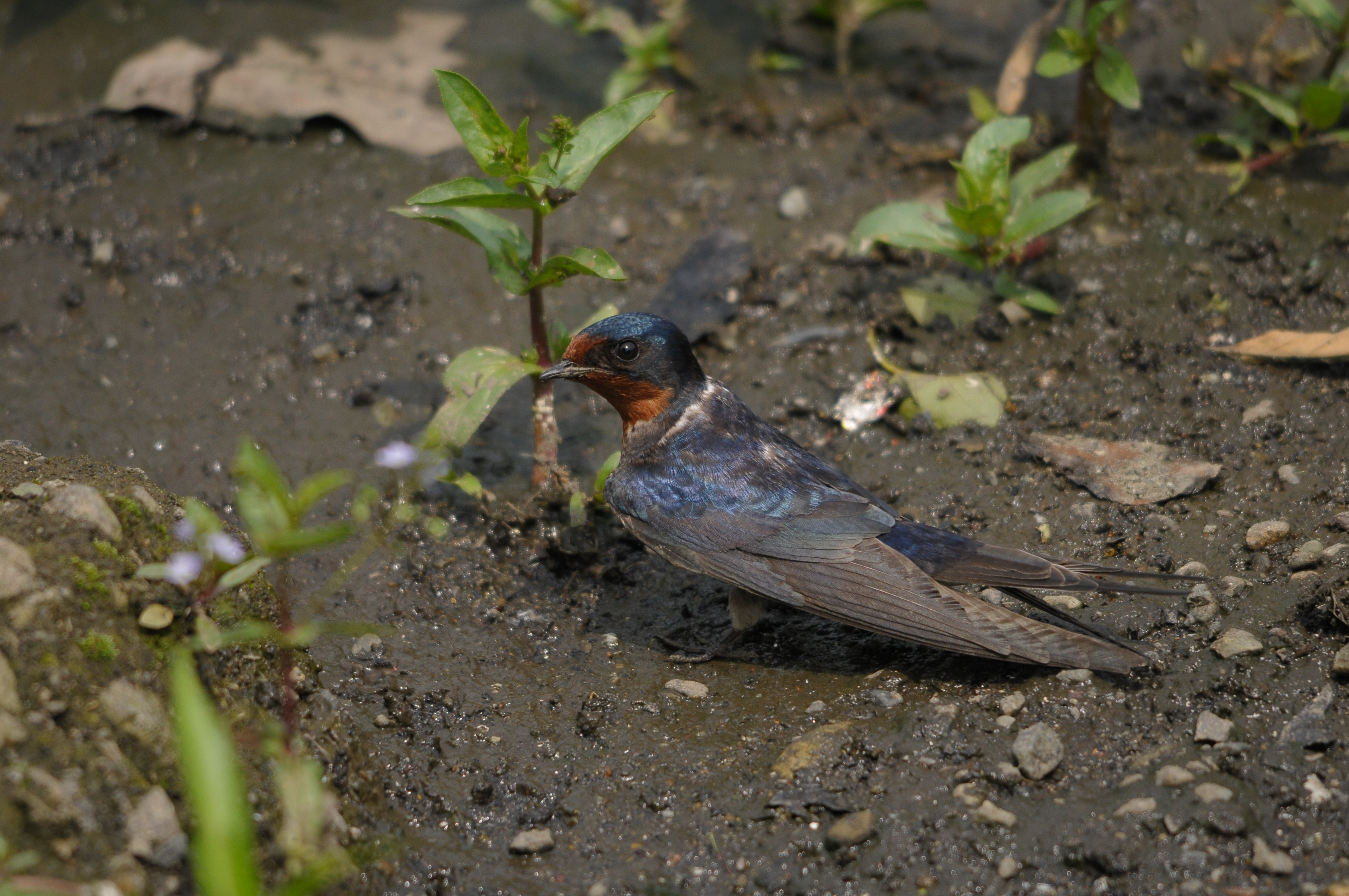 <b>D300 / 4,288×2,848 / 1/800秒 / F7 / -0.7EV / ISO400 / 絞り優先AE / WB:晴天 / 500mm</b>