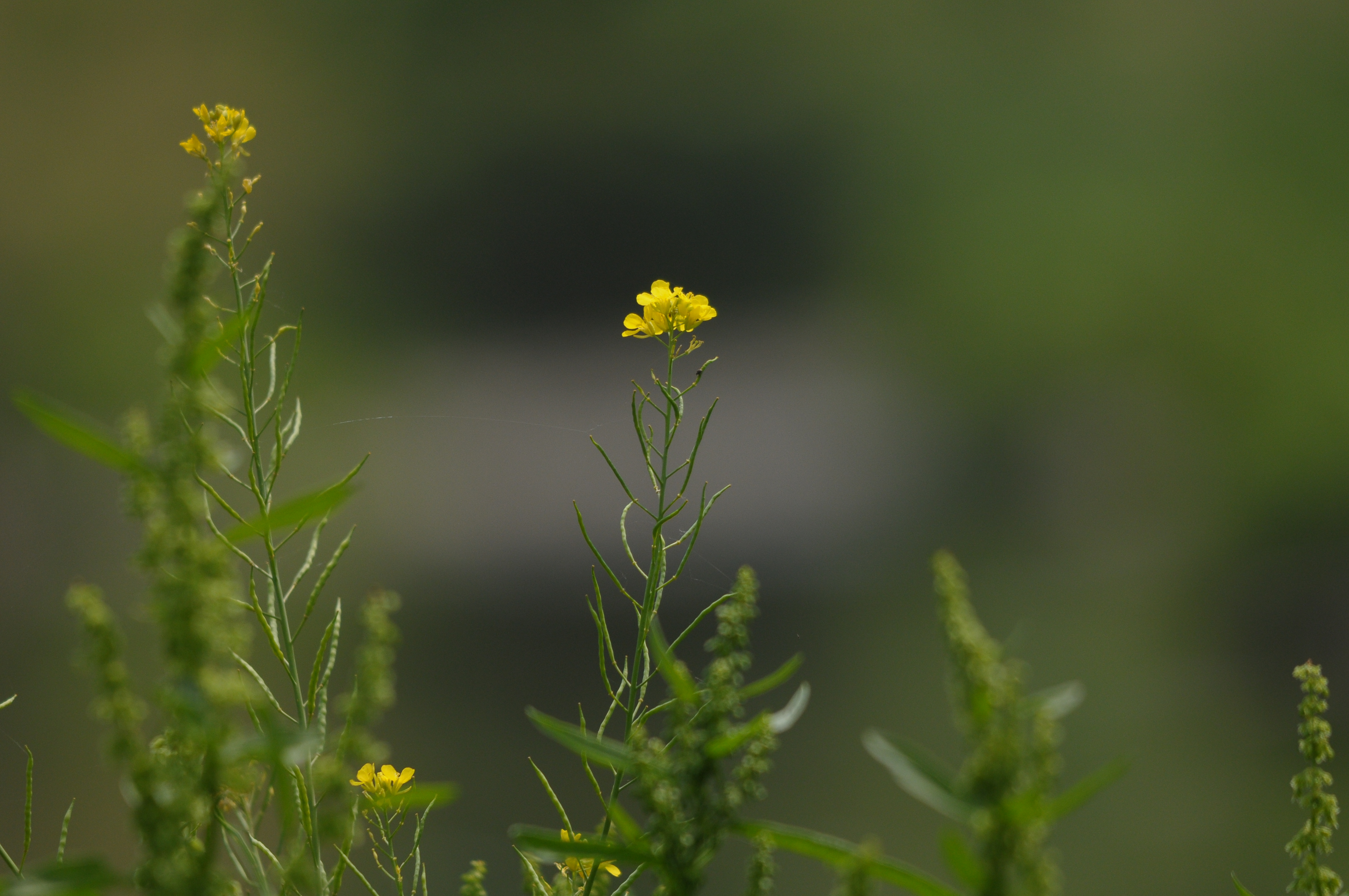 <b>D300 / 4,288×2,848 / 1/1,250秒 / F6.3 / -0.7EV / ISO400 / 絞り優先AE / WB:晴天 / 500mm</b>