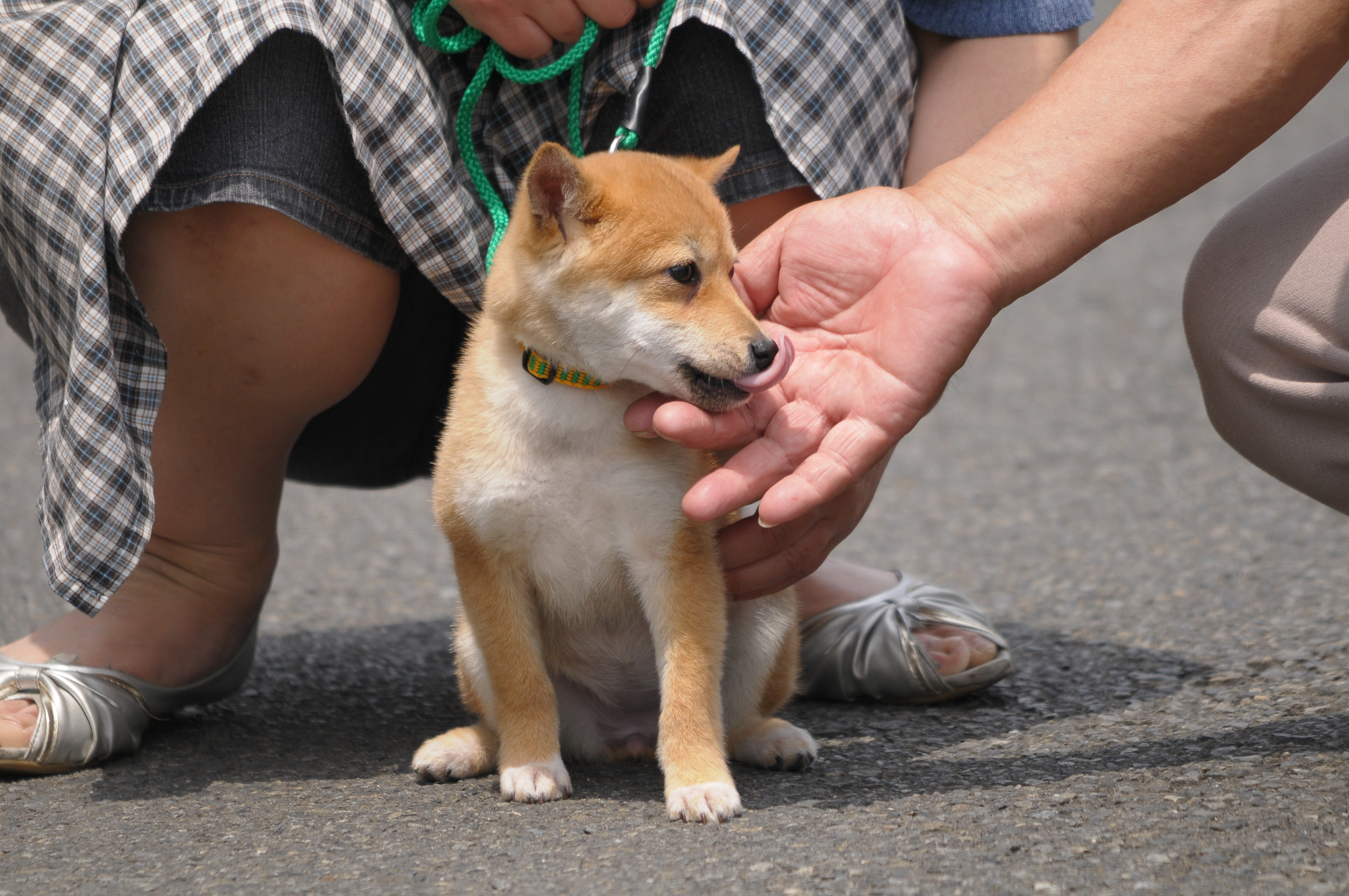 <b>D300 / 4,288×2,848 / 1/640秒 / F7 / 0EV / ISO400 / 絞り優先AE / WB:晴天 / 500mm</b>