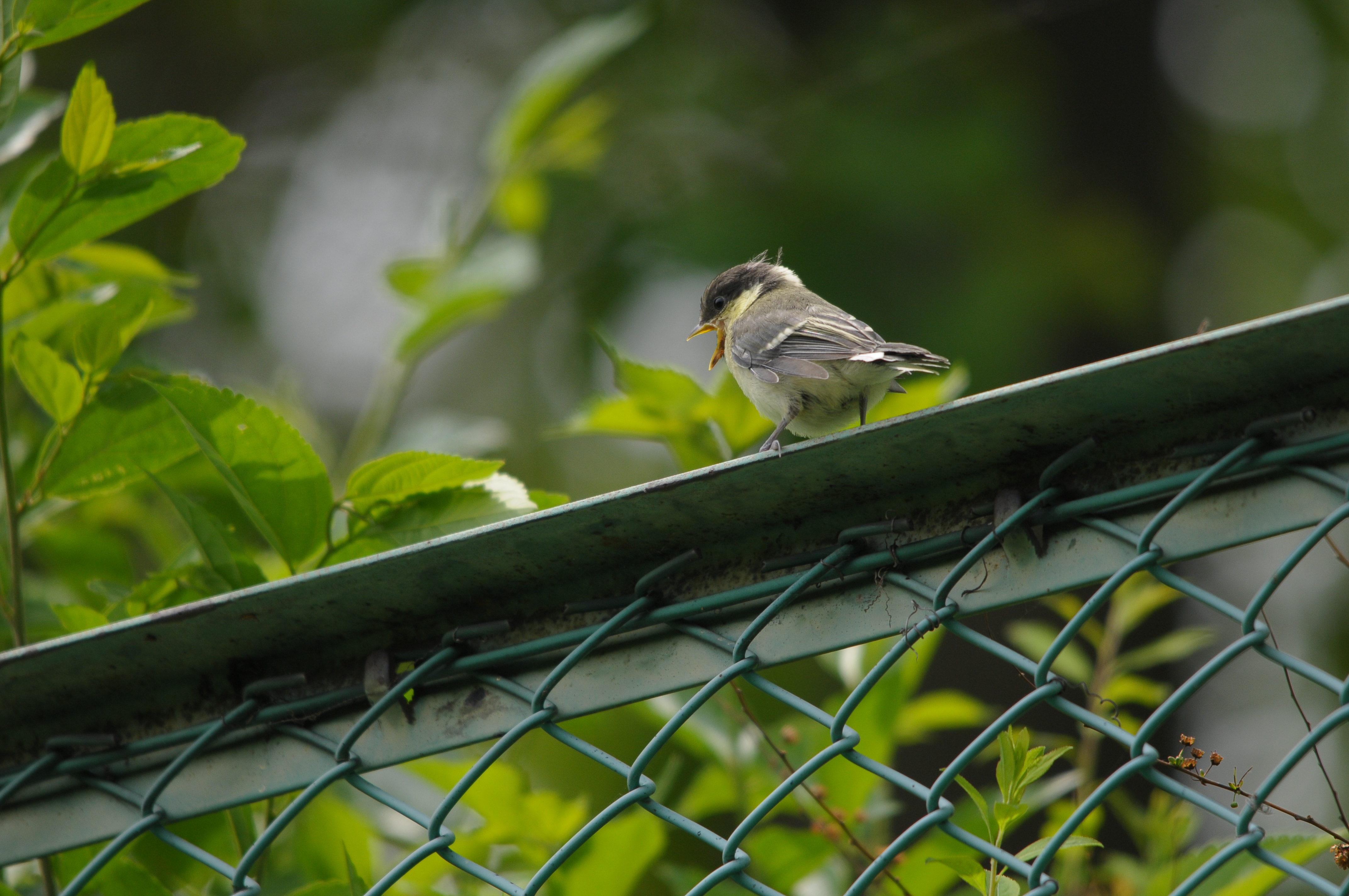 <b>D300 / 4,288×2,848 / 1/640秒 / F6.3 / -0.3EV / ISO400 / 絞り優先AE / WB:晴天 / 500mm</b>