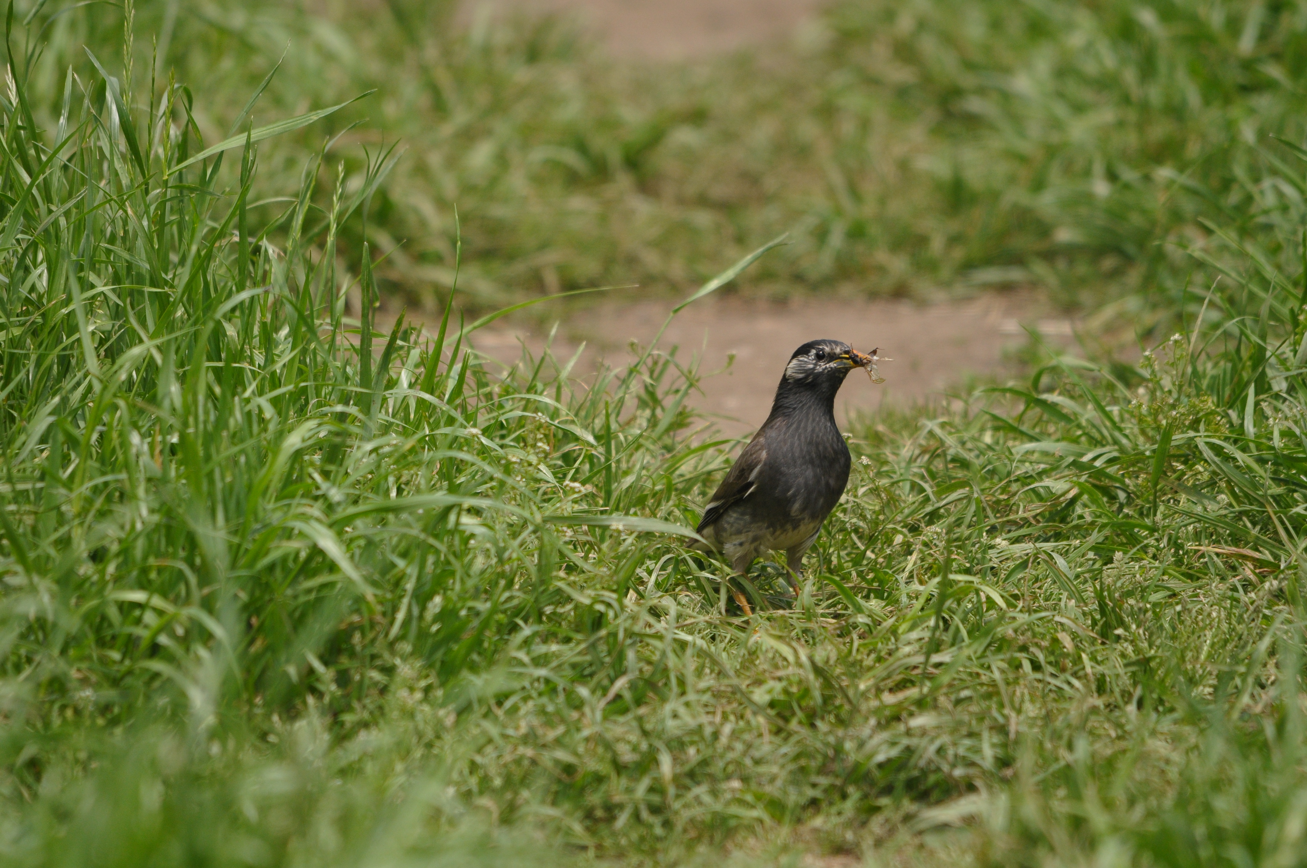 <b>D300 / 4,288×2,848 / 1/1,250秒 / F6.3 / 0EV / ISO640 / 絞り優先AE / WB:晴天 / 500mm</b>