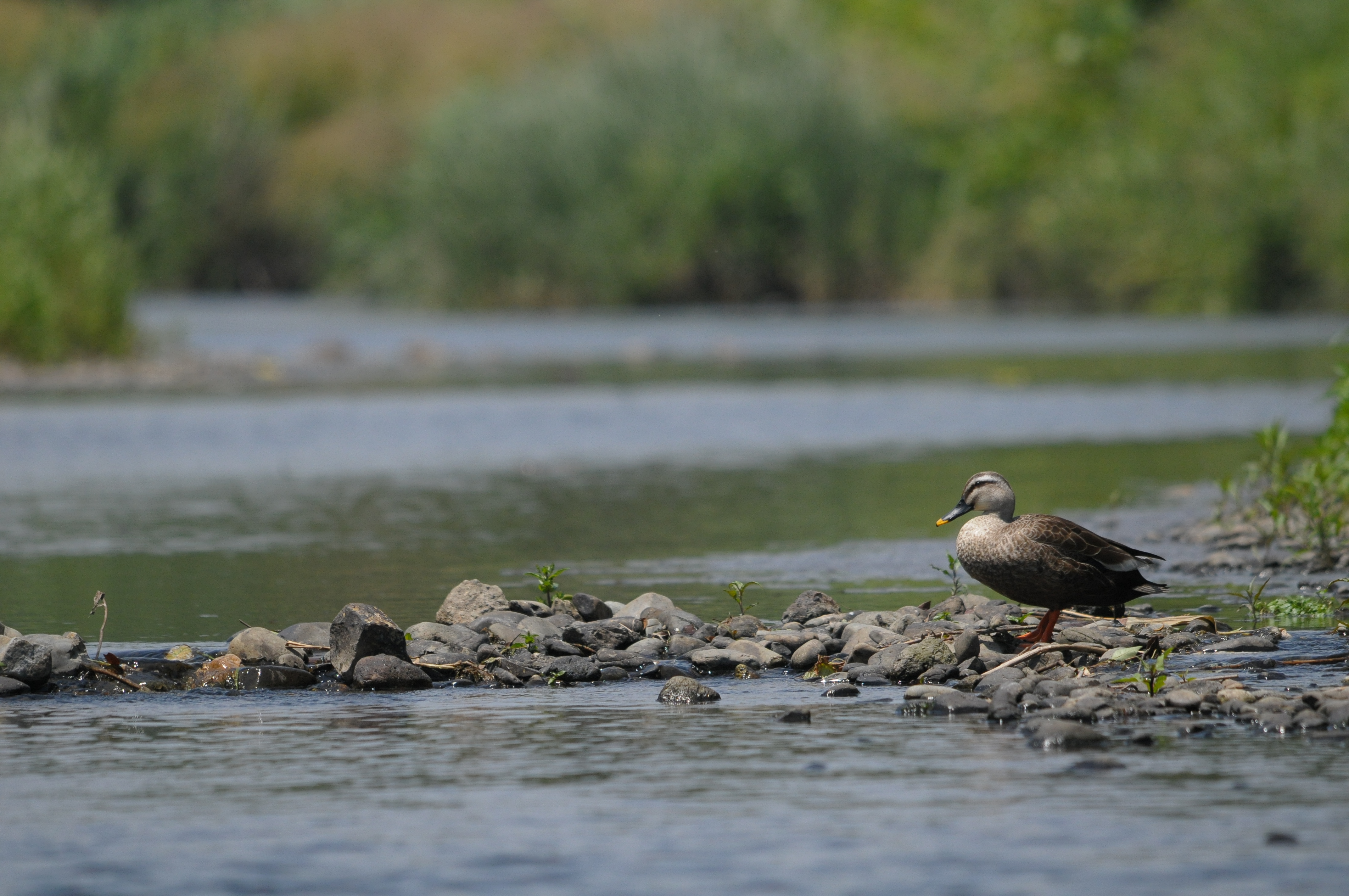 <b>D300 / 4,288×2,848 / 1/3,200秒 / F7 / -0.7EV / ISO800 / 絞り優先AE / WB:晴天 / 400mm</b>