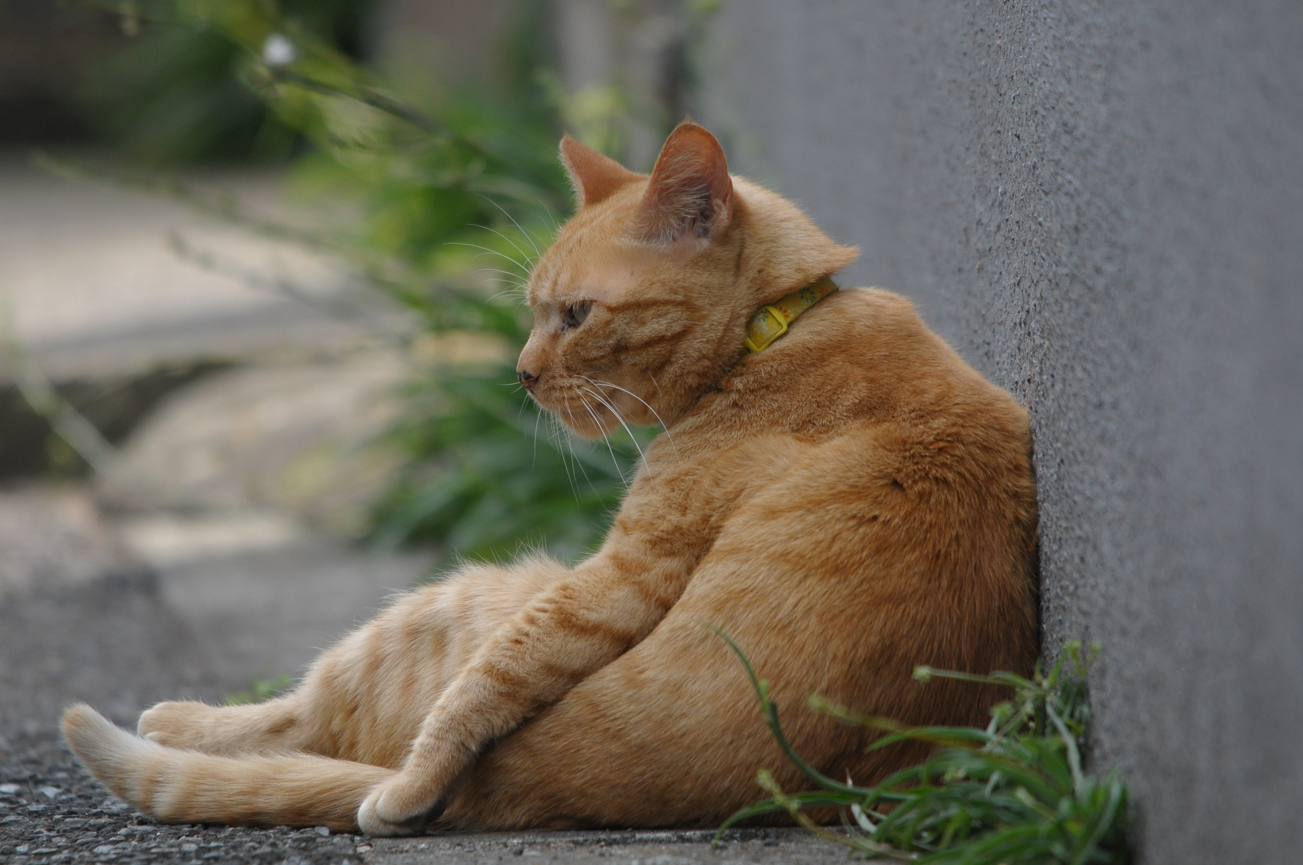 <b>D300 / 4,288×2,848 / 1/640秒 / F6.3 / +0.3EV / ISO800 / 絞り優先AE / WB:オート / 500mm</b>