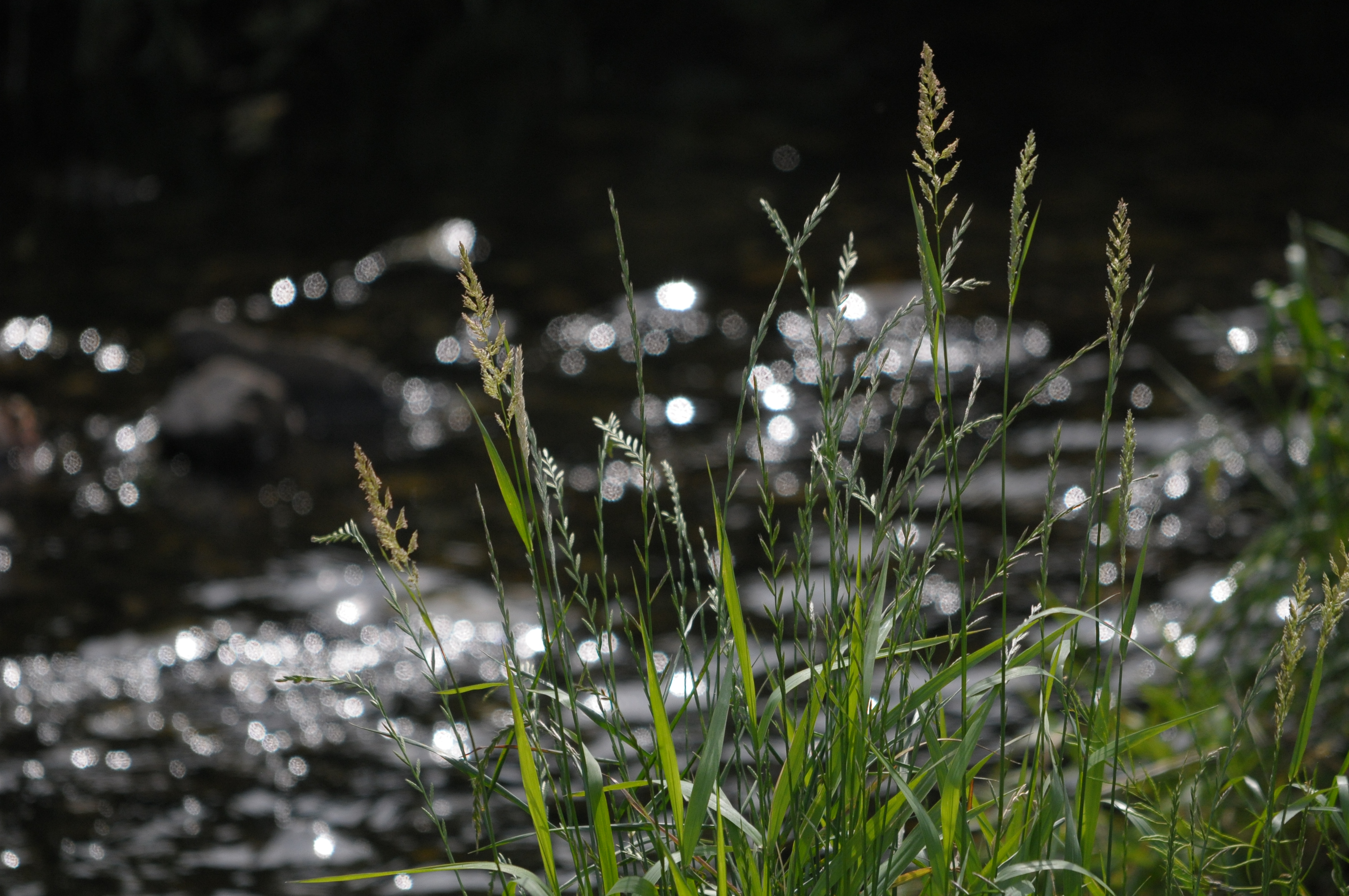 <b>D300 / 4,288×2,848 / 1/2,000秒 / F6.3 / 0EV / ISO800 / 絞り優先AE / WB:オート / 500mm</b>