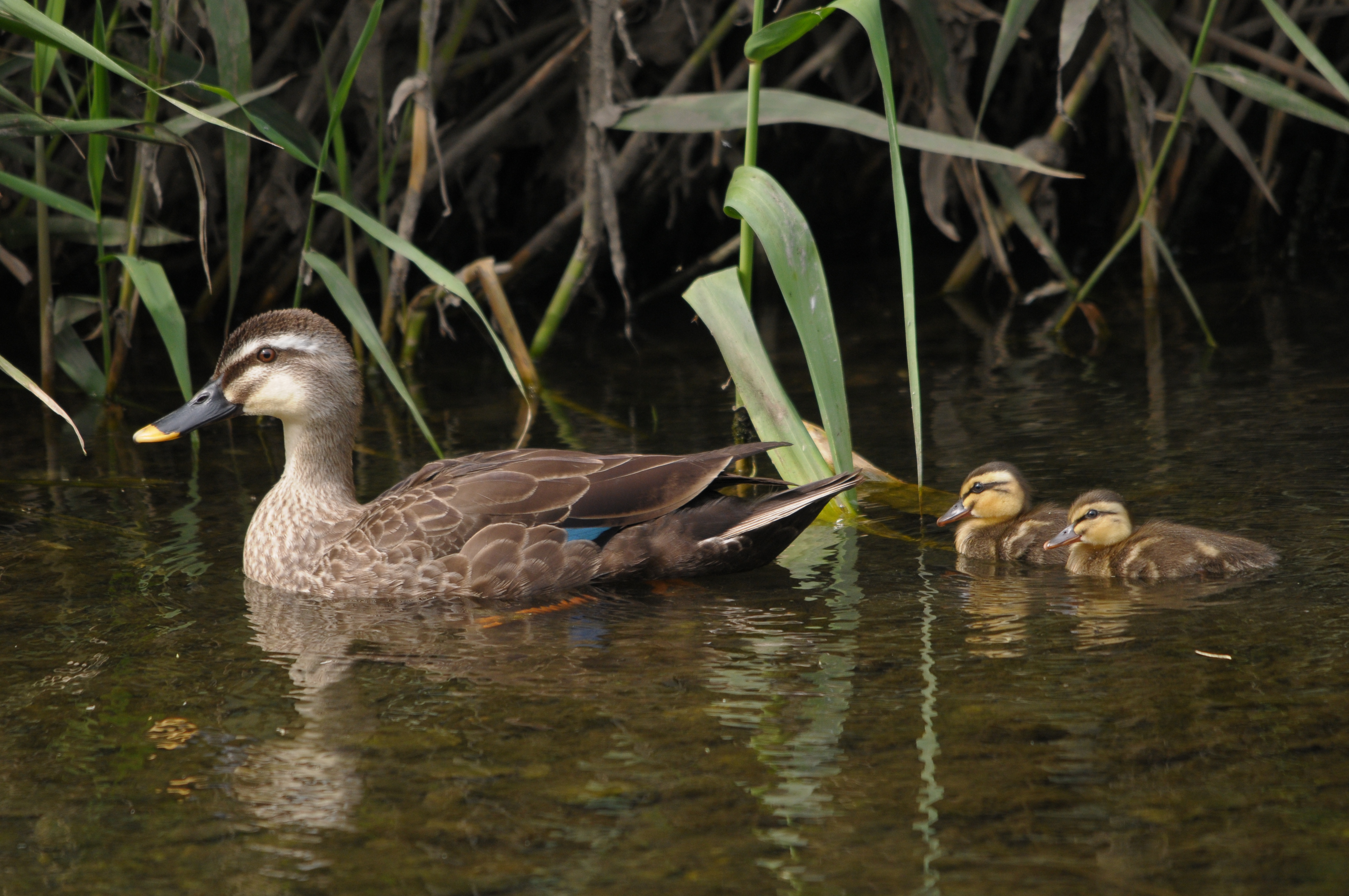 <b>D300 / 4,288×2,848 / 1/400秒 / F8 / -1EV / ISO500 / マニュアル露出 / WB:晴天 / 500mm</b>