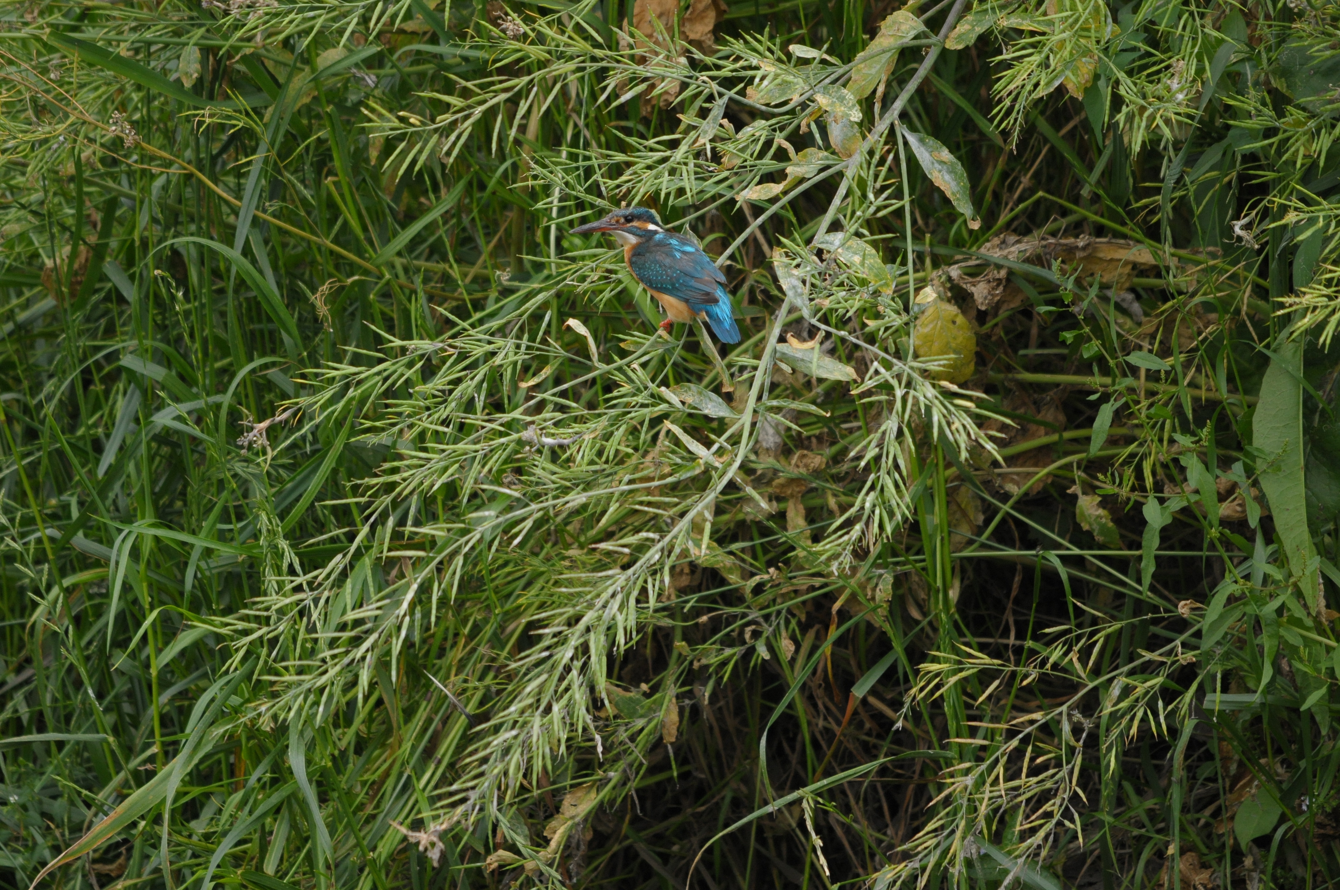 <b>D300 / 4,288×2,848 / 1/500秒 / F7 / 0EV / ISO800 / マニュアル露出 / WB:晴天 / 500mm</b>