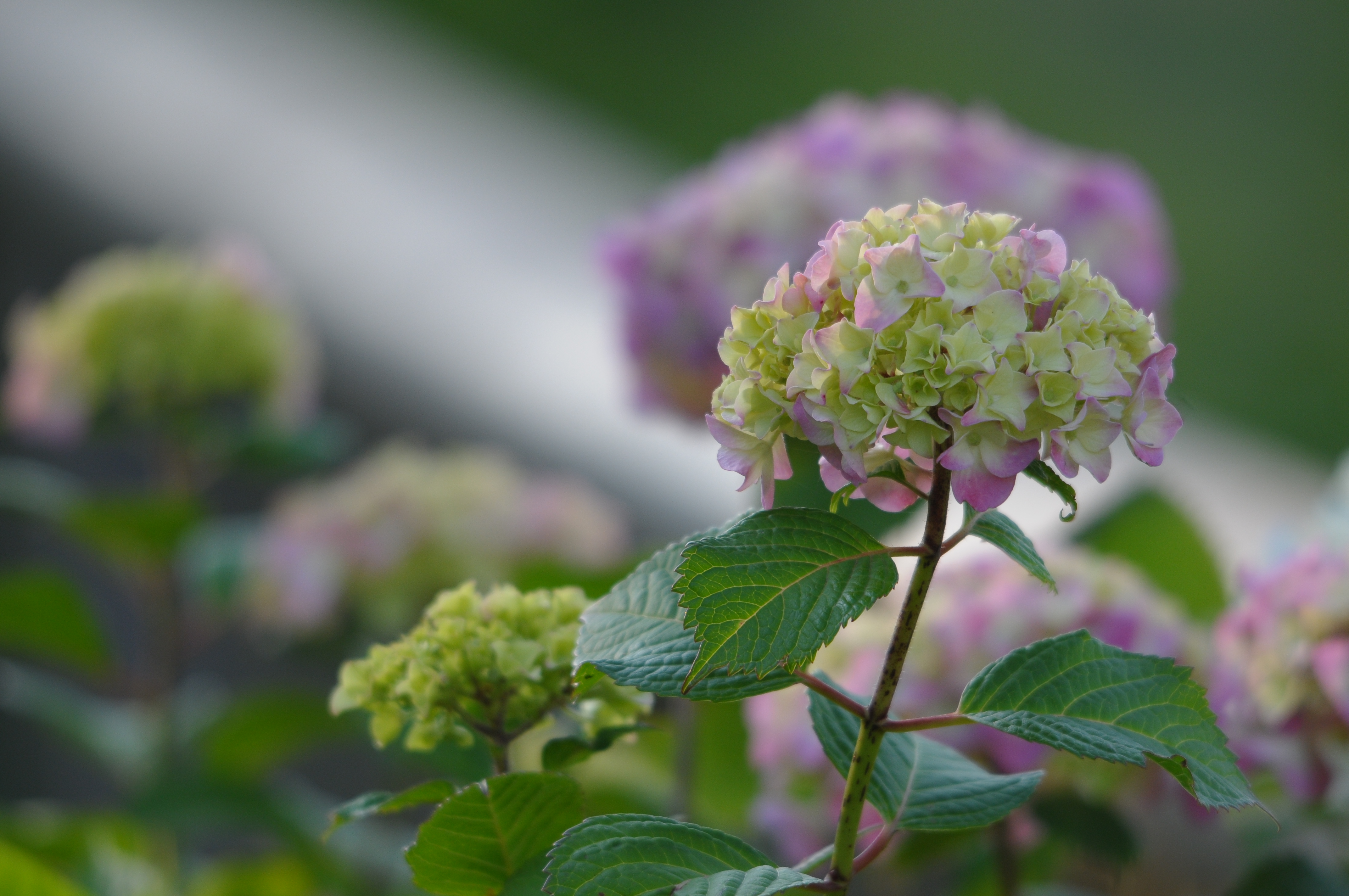 <b>D300 / 4,288×2,848 / 1/250秒 / F7 / 0EV / ISO320 / 絞り優先AE / WB:4,550K / 450mm</b>