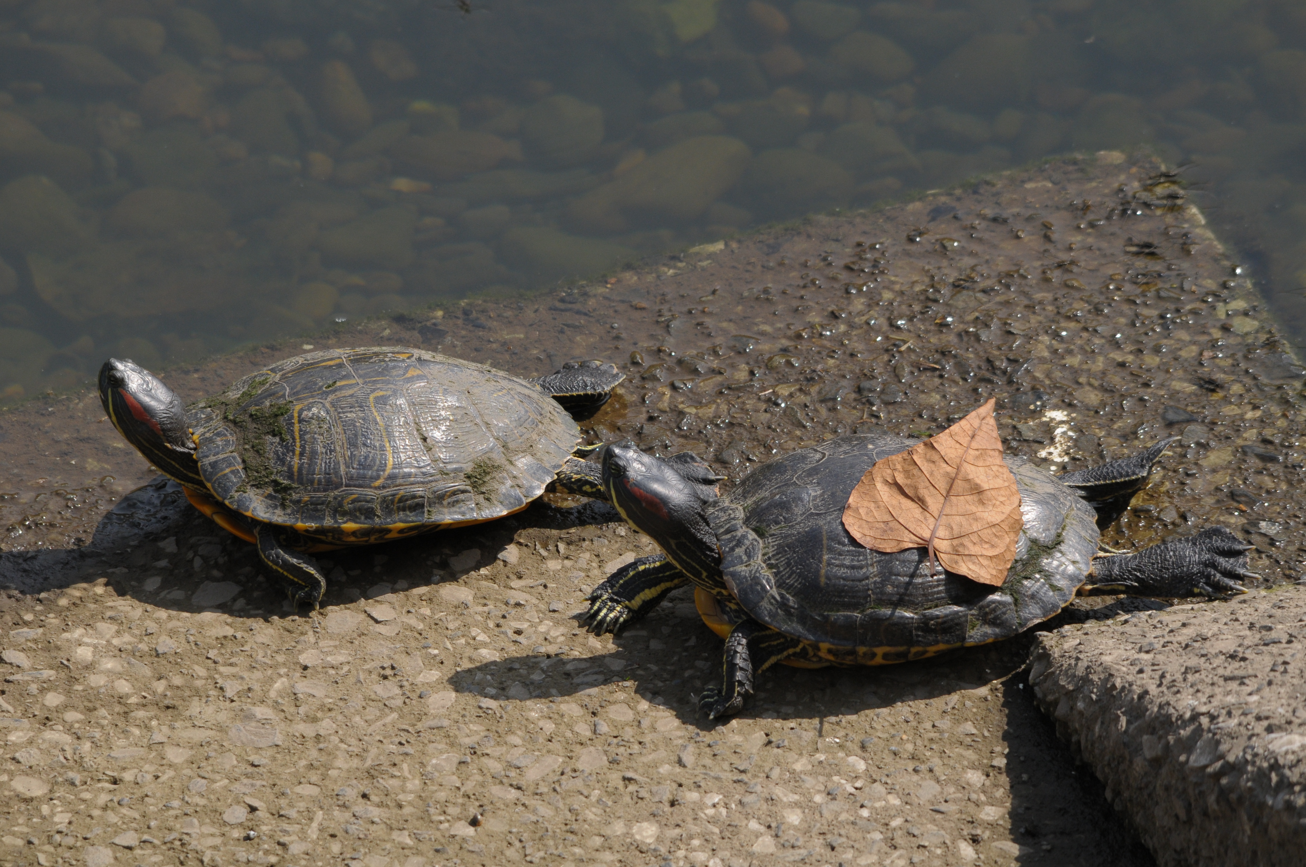 <b>D300 / 4,288×2,848 / 1/640秒 / F10 / -0.7EV / ISO400 / 絞り優先AE / WB:晴天 / 380mm</b>