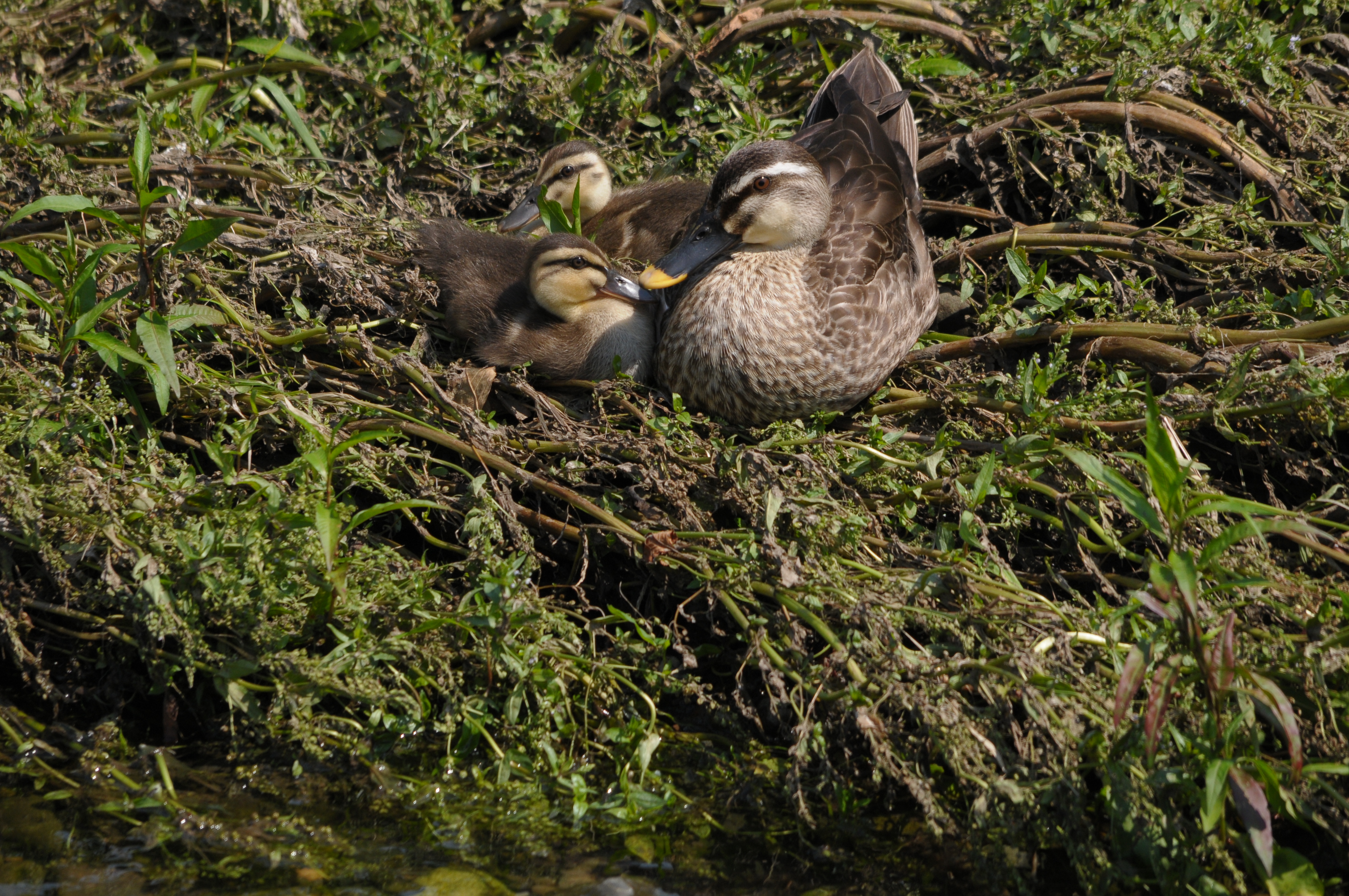 <b>D300 / 4,288×2,848 / 1/640秒 / F10 / -0.7EV / ISO400 / 絞り優先AE / WB:晴天 / 500mm</b>