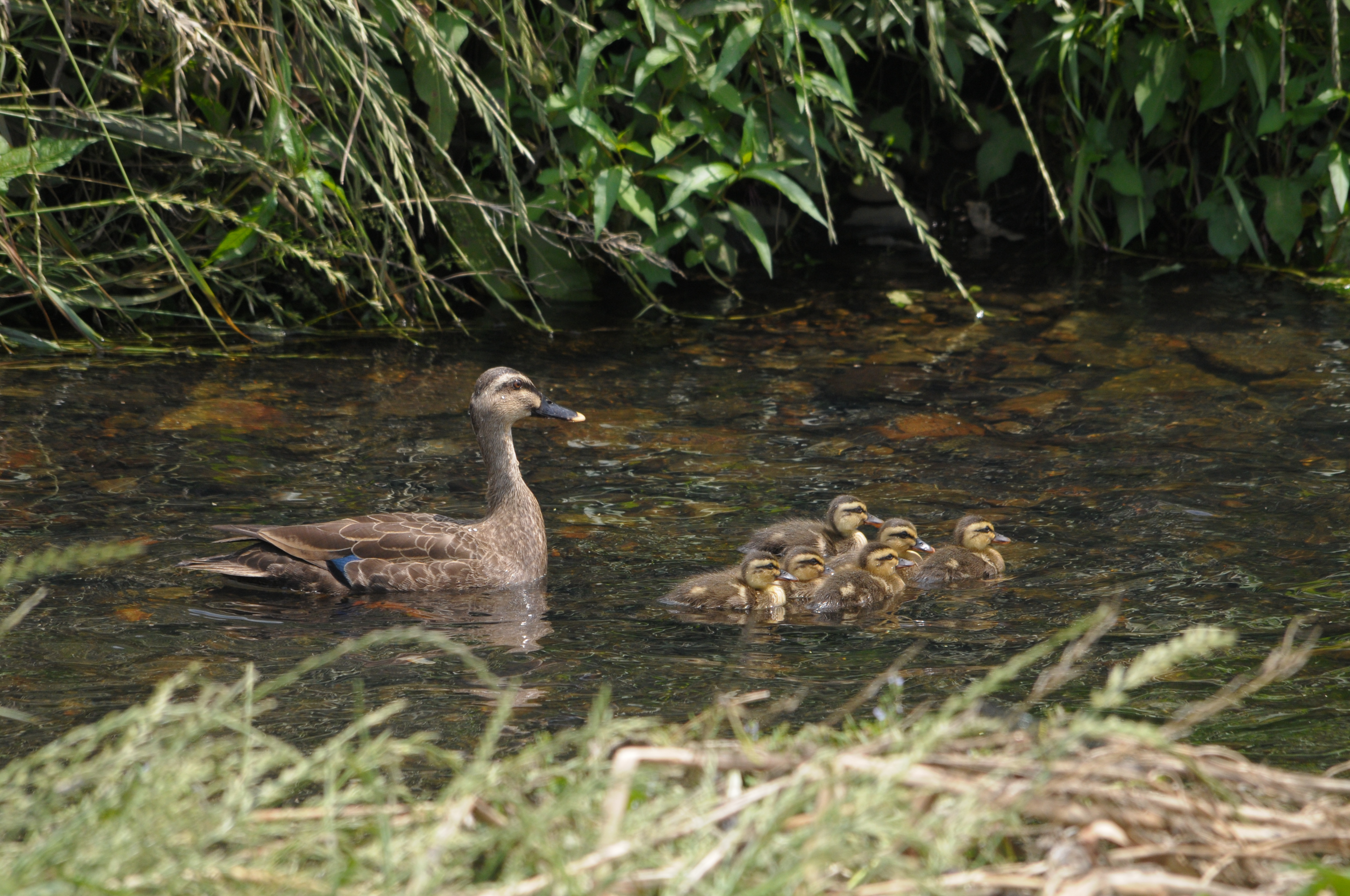 <b>D300 / 4,288×2,848 / 1/400秒 / F10 / -0.7EV / ISO500 / 絞り優先AE / WB:晴天 / 500mm</b>
