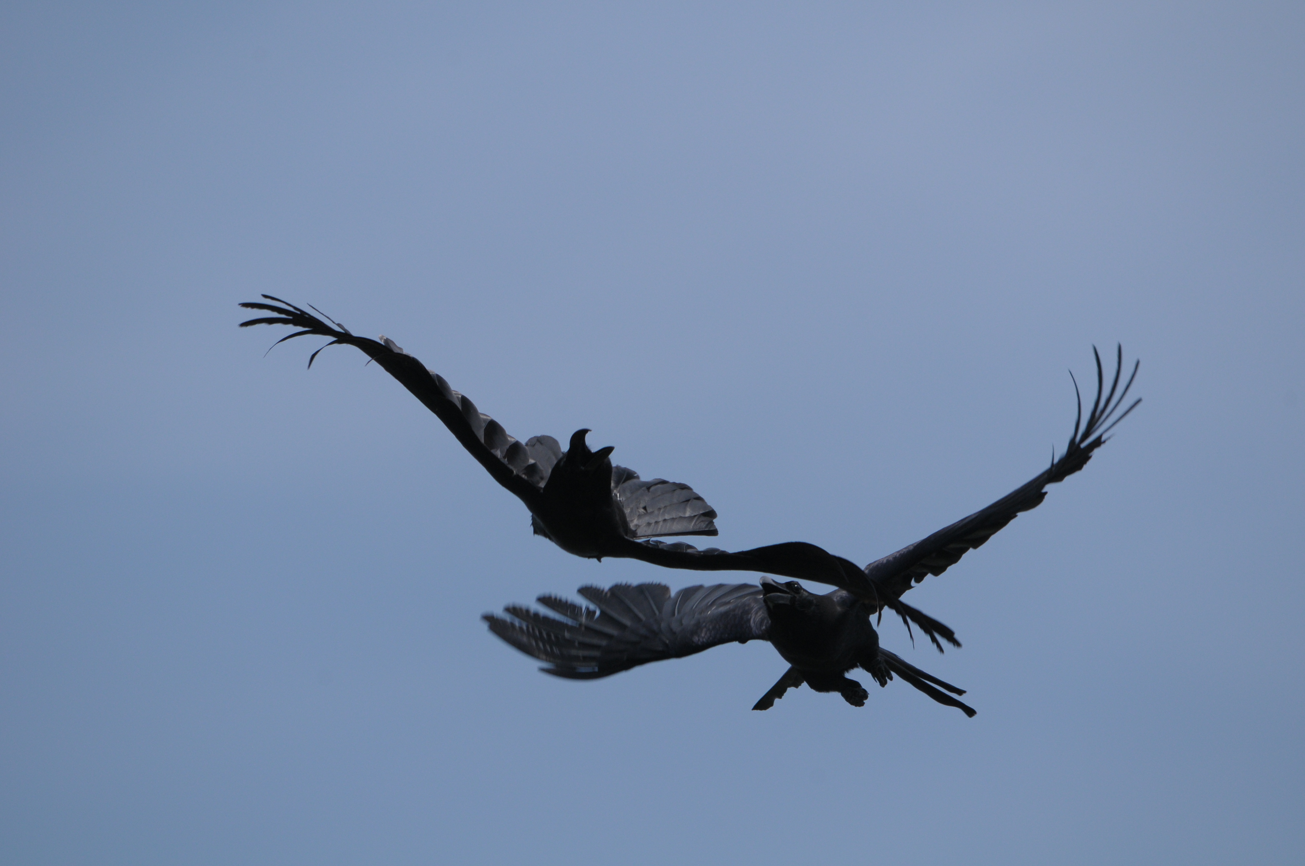 <b>D300 / 4,288×2,848 / 1/2,000秒 / F10 / -0.7EV / ISO500 / 絞り優先AE / WB:晴天 / 500mm</b>