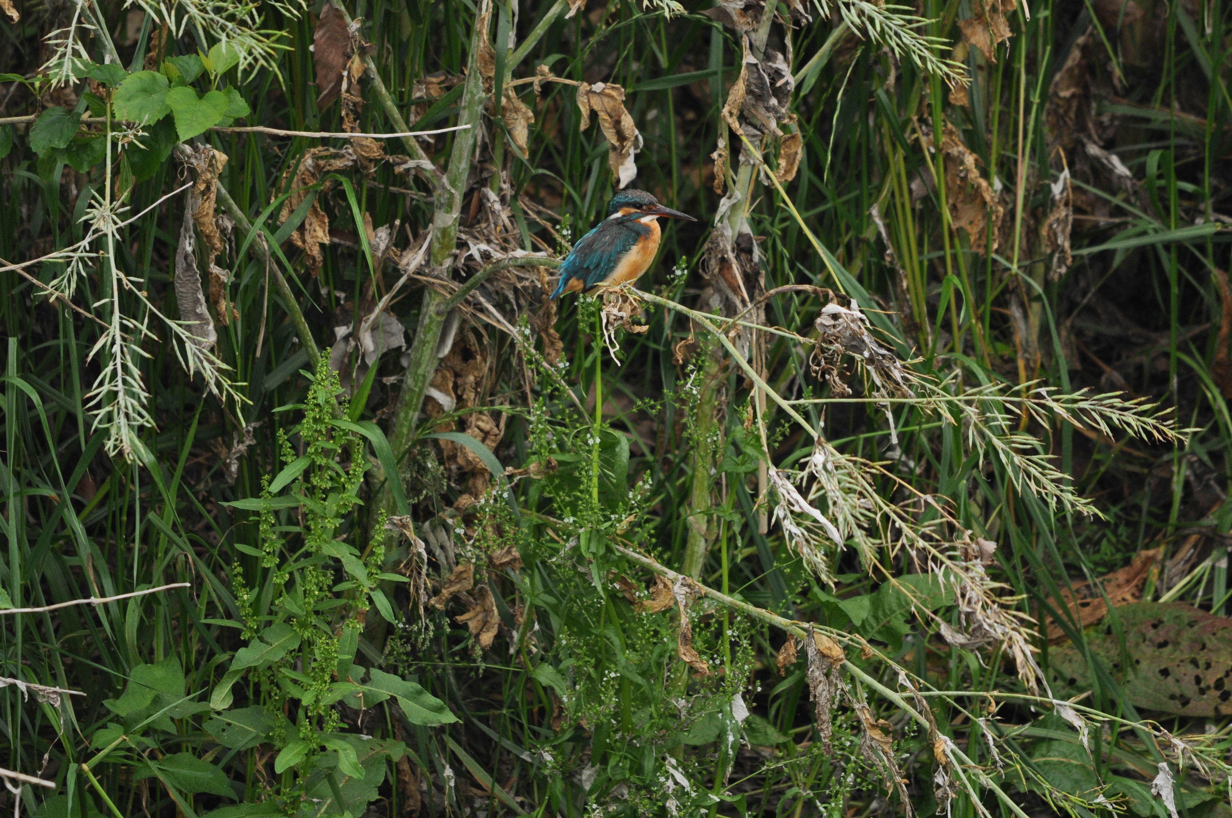 <b>D5000 / 4,288×2,848 / 1/500秒 / F6.3 / 0EV / ISO720 / 絞り優先AE / WB:晴天 / 500mm</b>