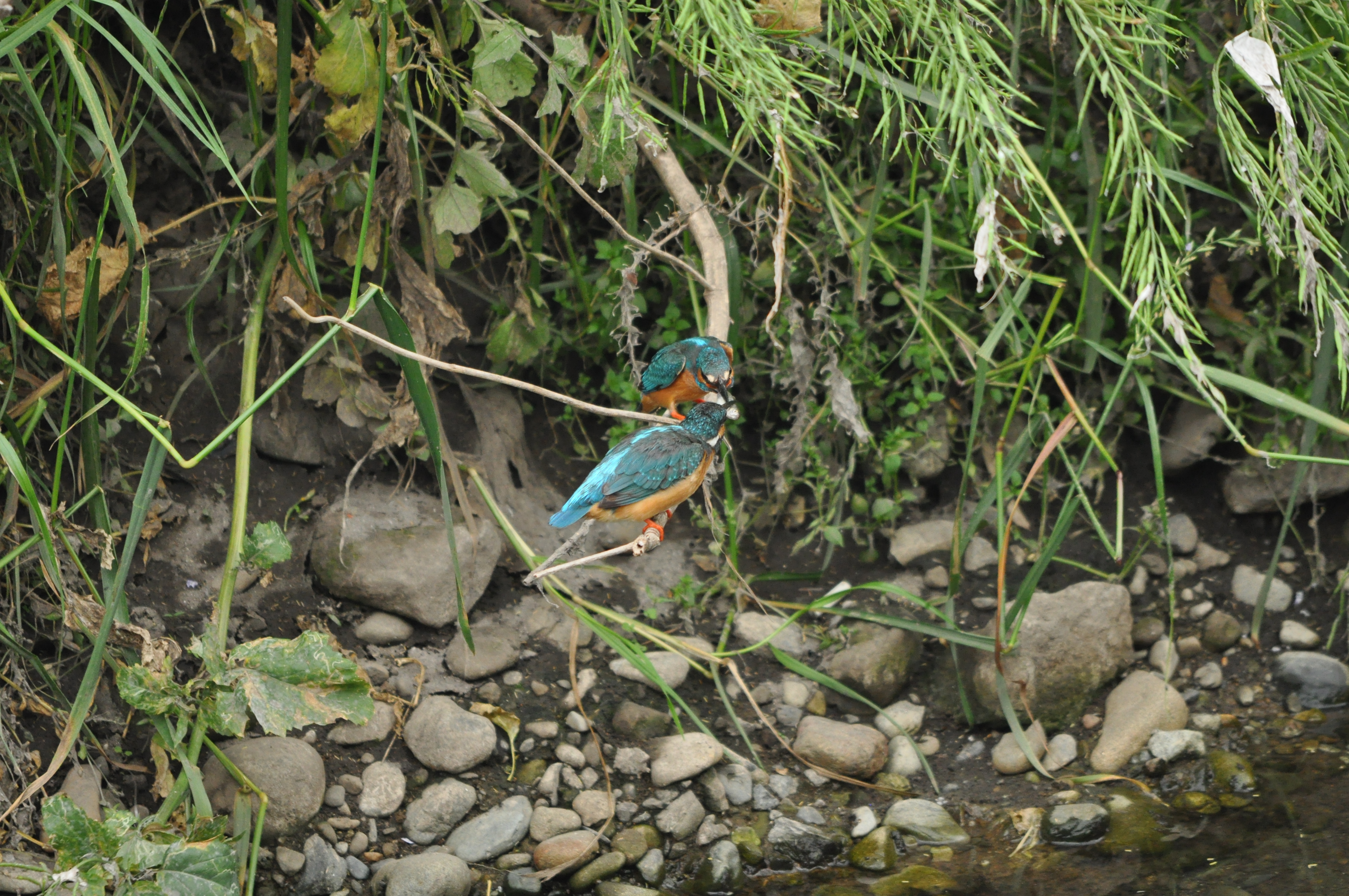 <b>D5000 / 4,288×2,848 / 1/500秒 / F6.3 / +0.3EV / ISO1400 / 絞り優先AE / WB:晴天 / 500mm</b>