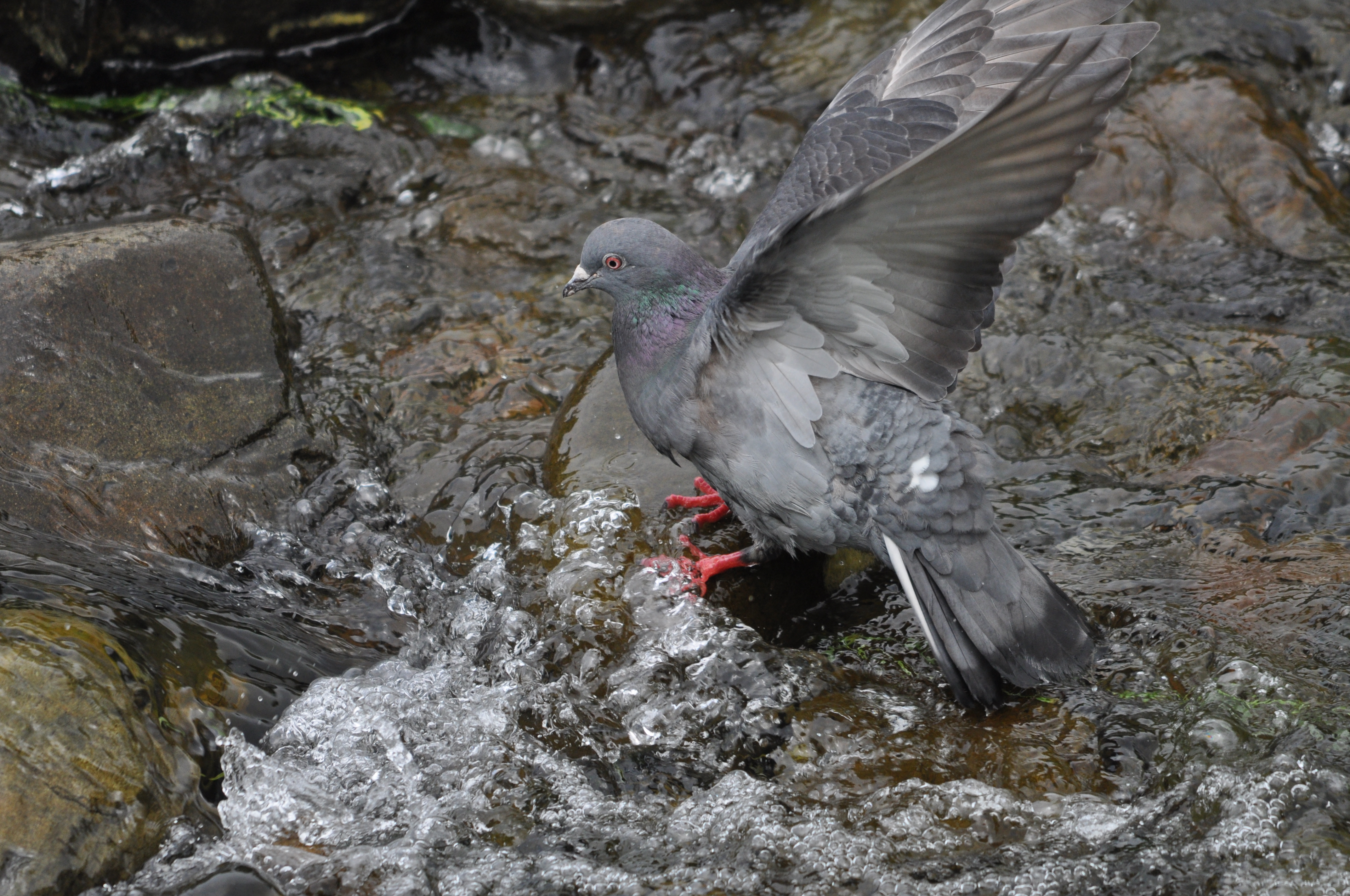 <b>D5000 / 4,288×2,848 / 1/1,000秒 / F6.3 / +0.3EV / ISO640 / 絞り優先AE / WB:晴天 / 500mm</b>