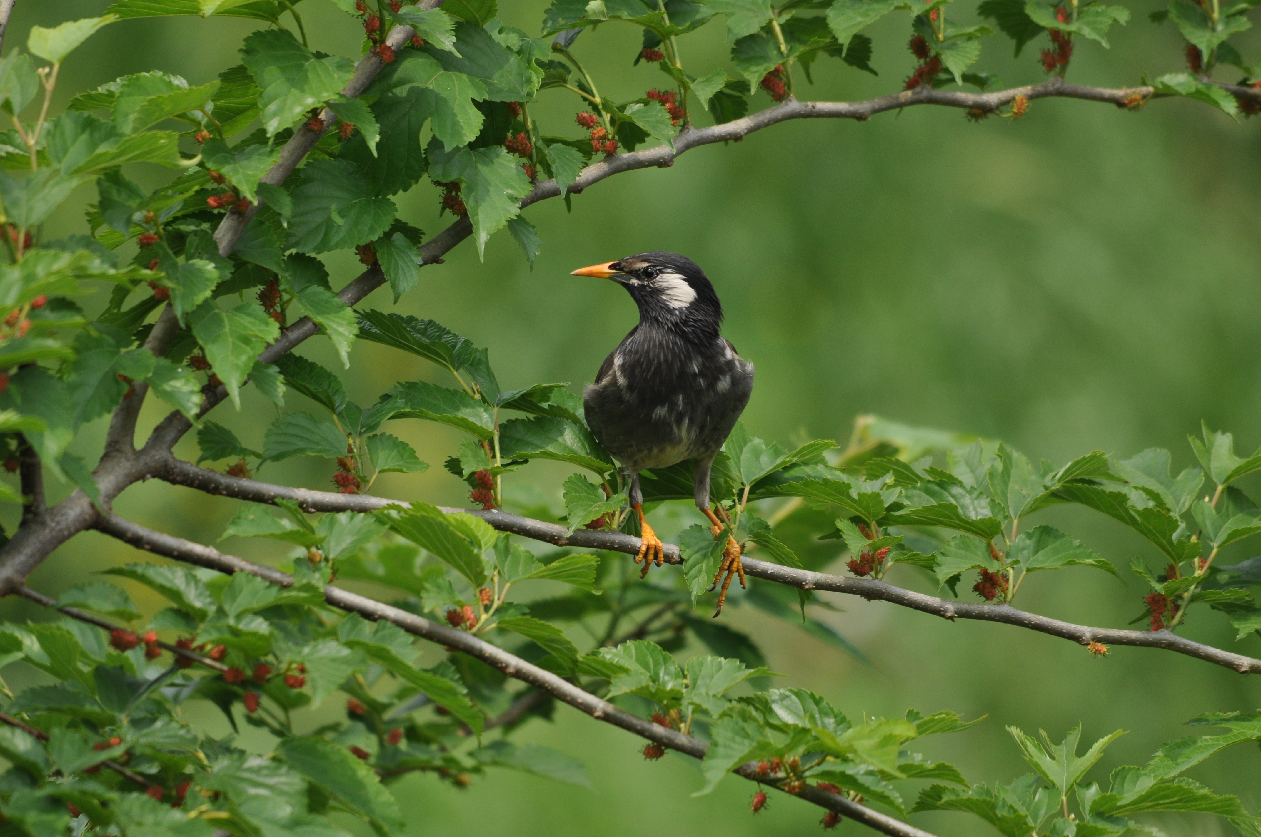 <b>D5000 / 4,288×2,848 / 1/1,250秒 / F6.3 / 0EV / ISO400 / 絞り優先AE / WB:晴天 / 500mm</b>