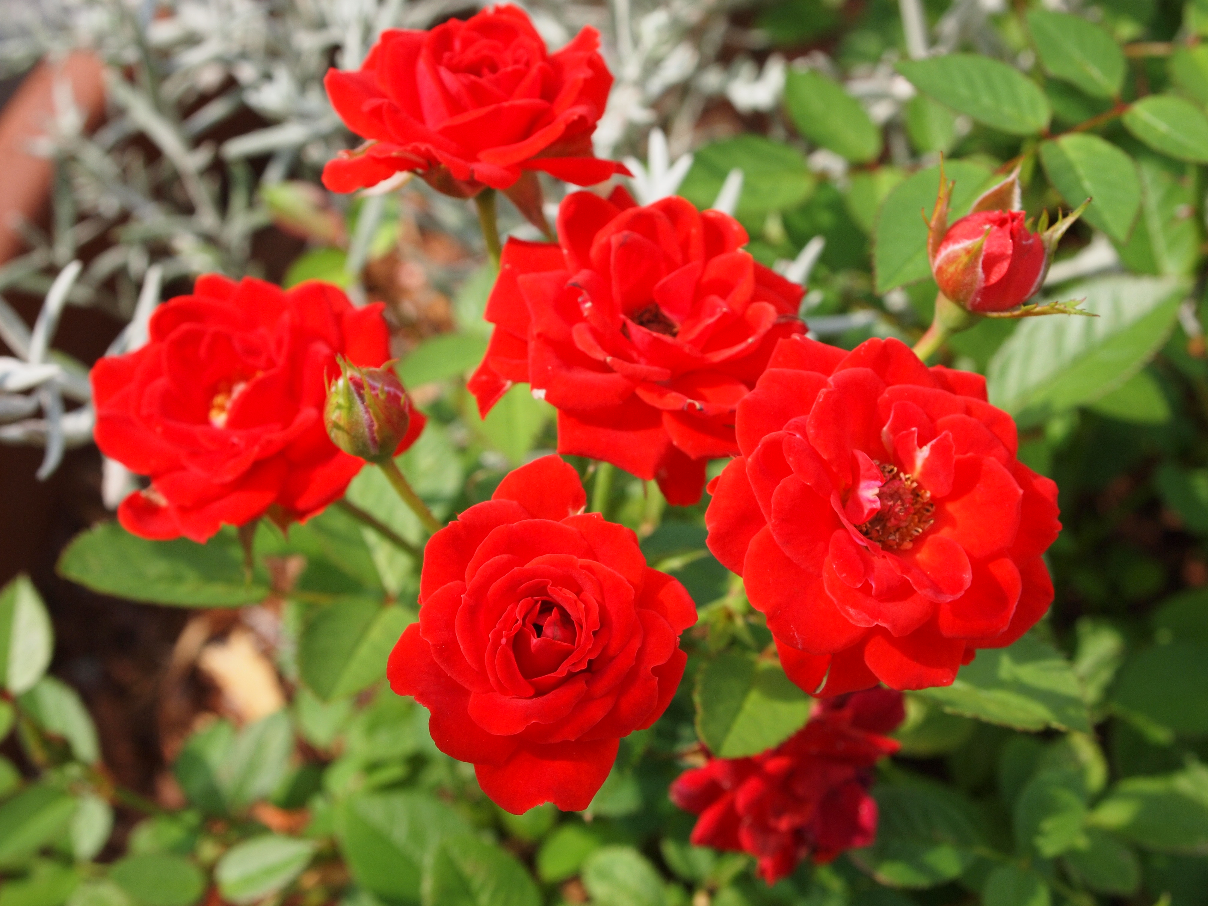 <b>E-P1 / M.ZUIKO DIGITAL ED 14-42mm F3.5-5.6 / 4,032×3,024 / 1/200秒 / F8 / 0EV / ISO200 / マクロ / WB:オート / 42mm / 仕上がり設定：VIVID</b>