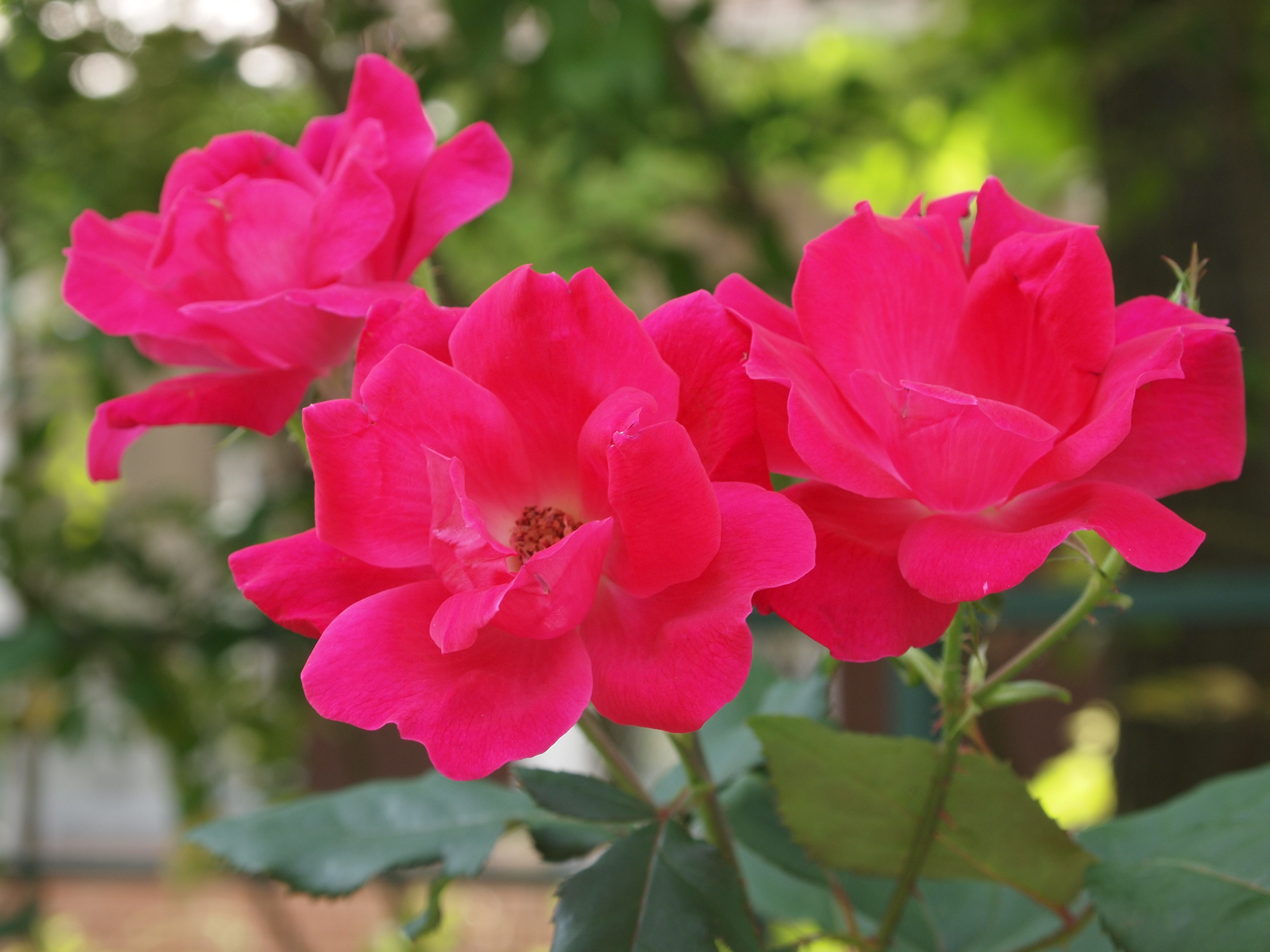 <b>E-P1 / M.ZUIKO DIGITAL ED 14-42mm F3.5-5.6 / 4,032×3,024 / 1/125秒 / F6.3 / 0EV / ISO200 / プログラム / WB:オート / 42mm / 仕上がり設定：NATURAL</b>