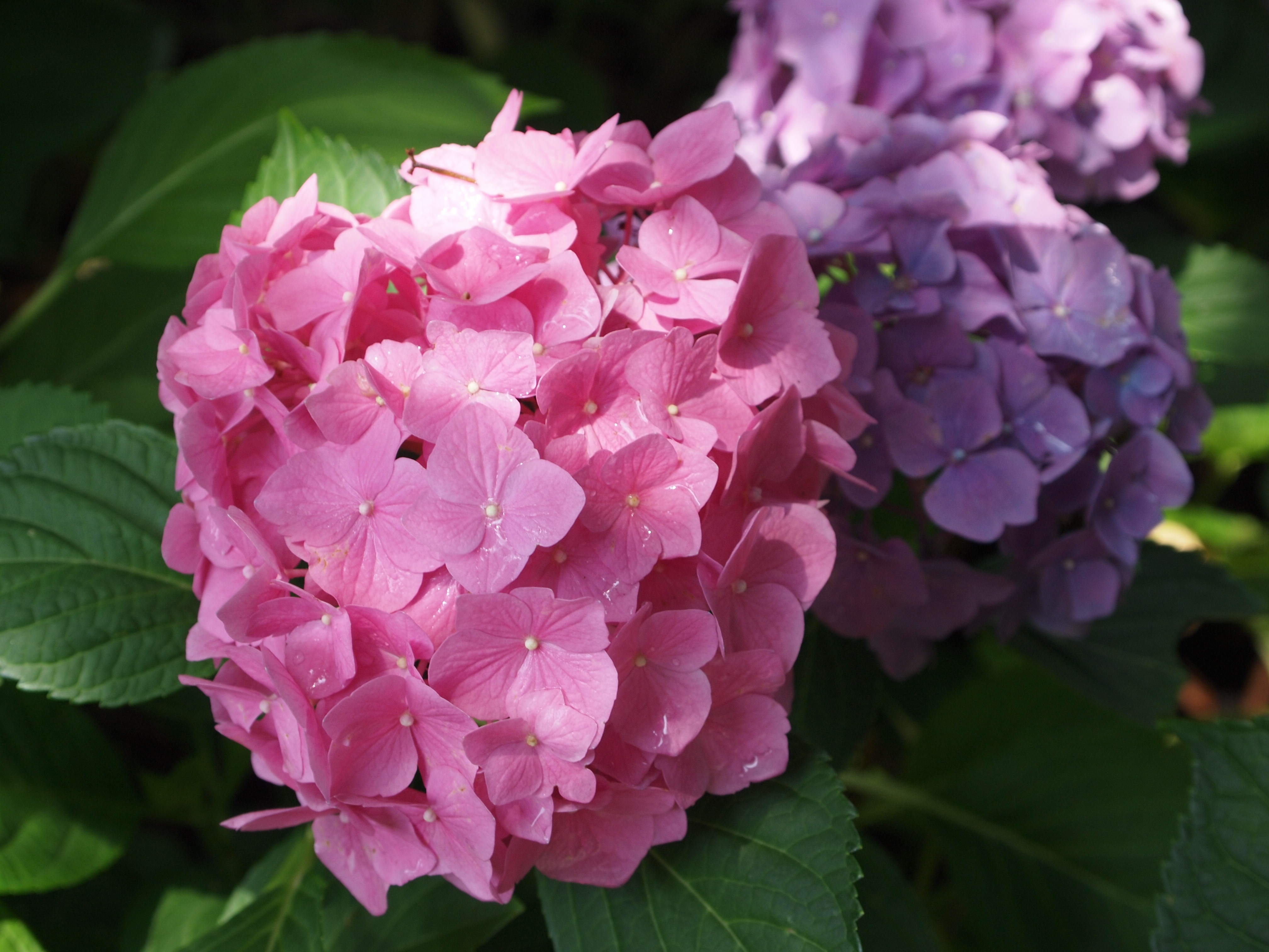 <b>E-P1 / M.ZUIKO DIGITAL ED 14-42mm F3.5-5.6 / 4,032×3,024 / 1/100秒 / F5.6 / 0EV / ISO200 / プログラム / WB:オート / 42mm / 仕上がり設定：NATURAL</b>