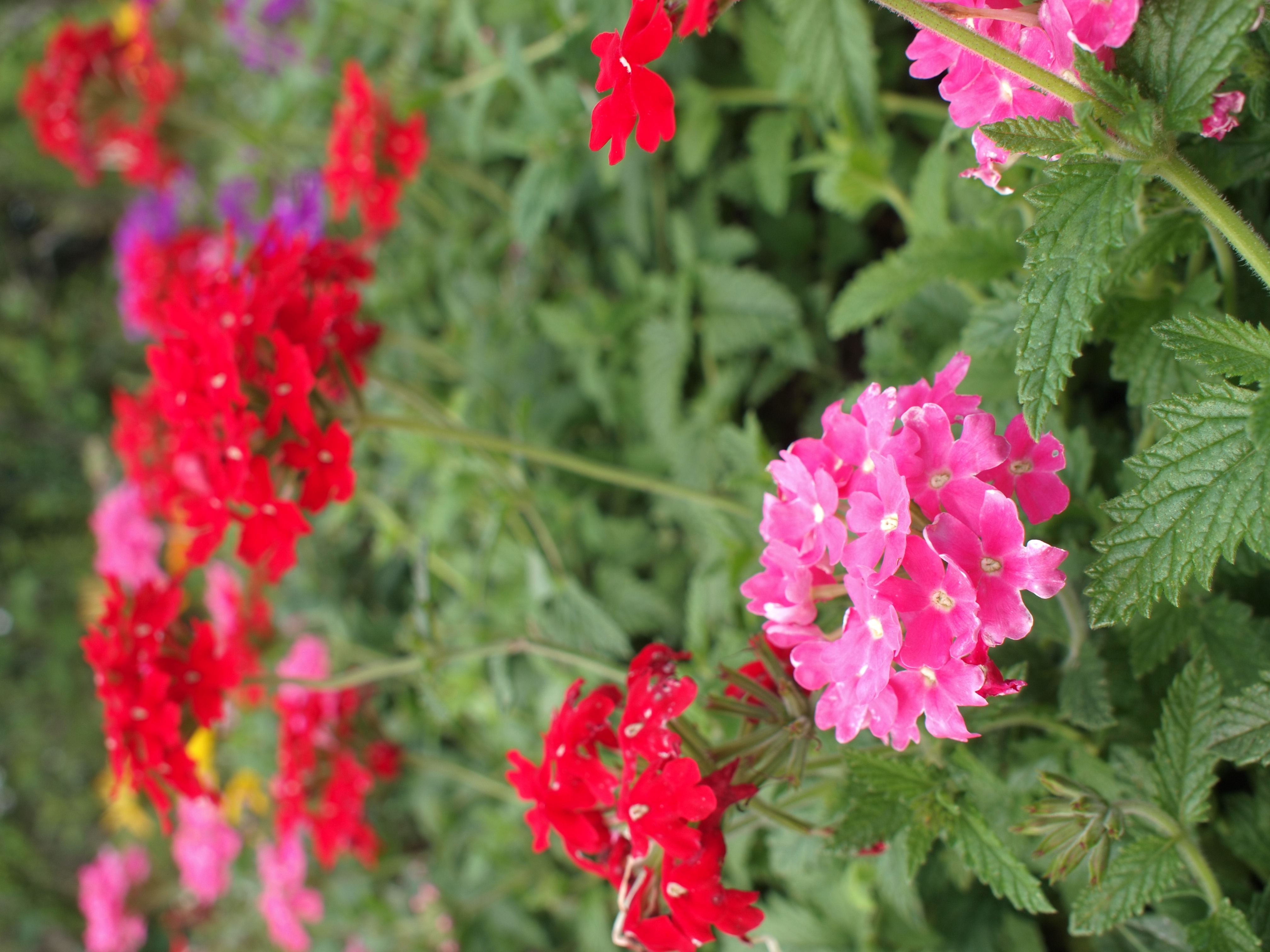 <b>E-P1 / M.ZUIKO DIGITAL 17mm F2.8 / F5.6 / 1/100秒 / ISO100 / WB:オート / 17mm</b>