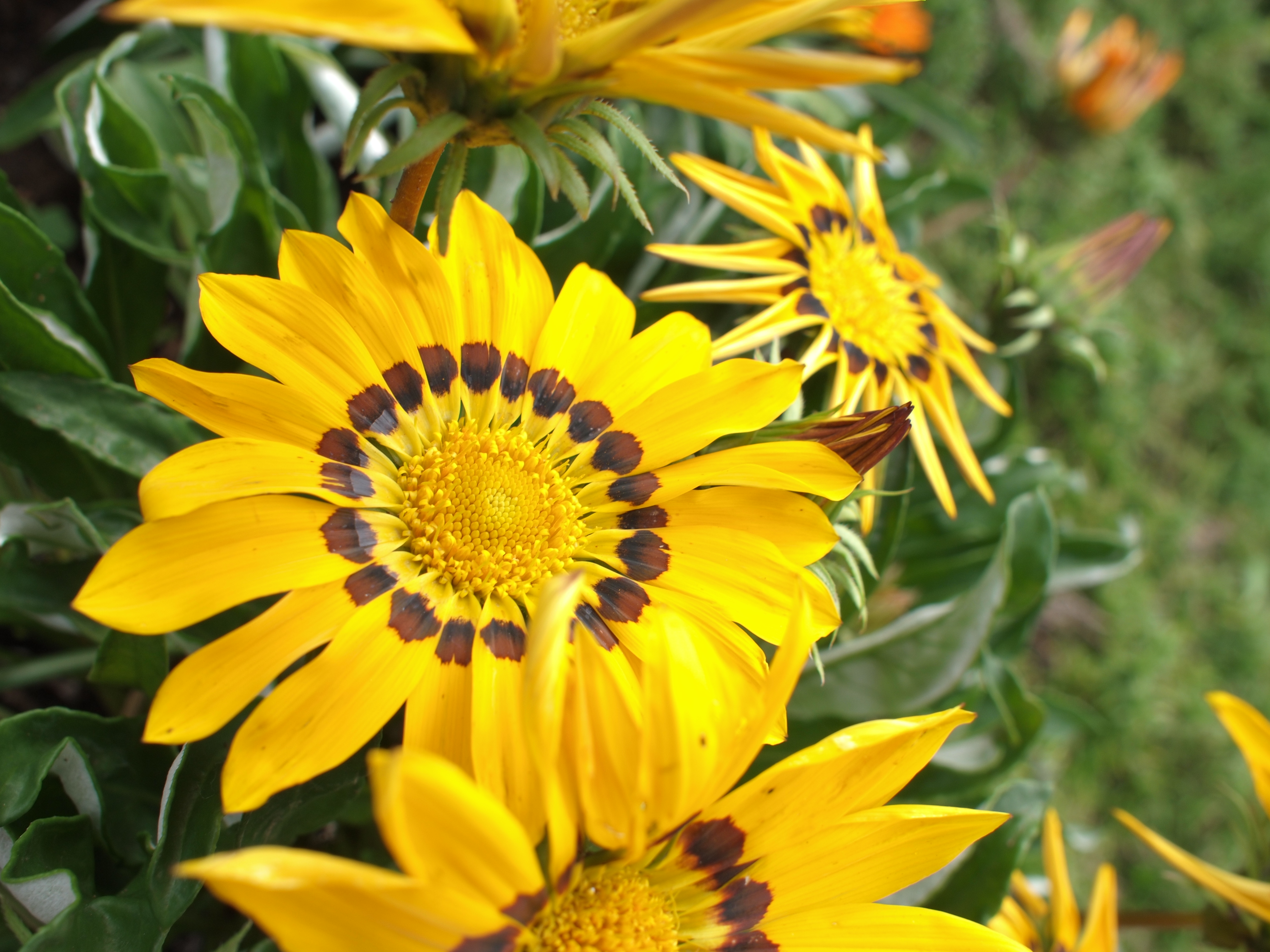 <b>E-P1 / M.ZUIKO DIGITAL 17mm F2.8 / F5.6 / 1/100秒 / ISO100 / WB:オート / 17mm</b>