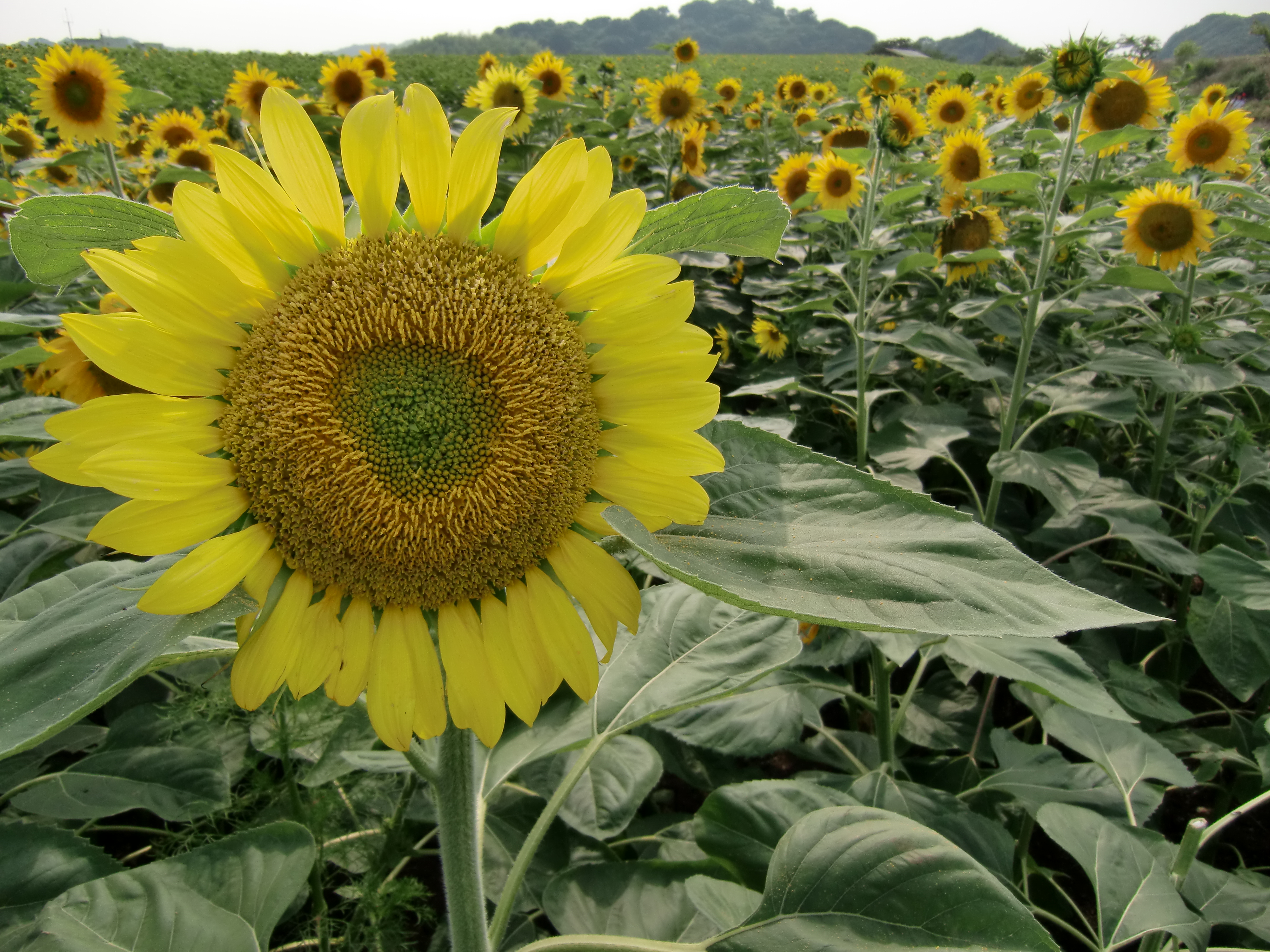 <b>EX-H10 / 約5.2MB / 4,000×3,000 / 1/800秒 / F3.2 / 0EV / ISO64 / WB:オート / 4.3mm</b>