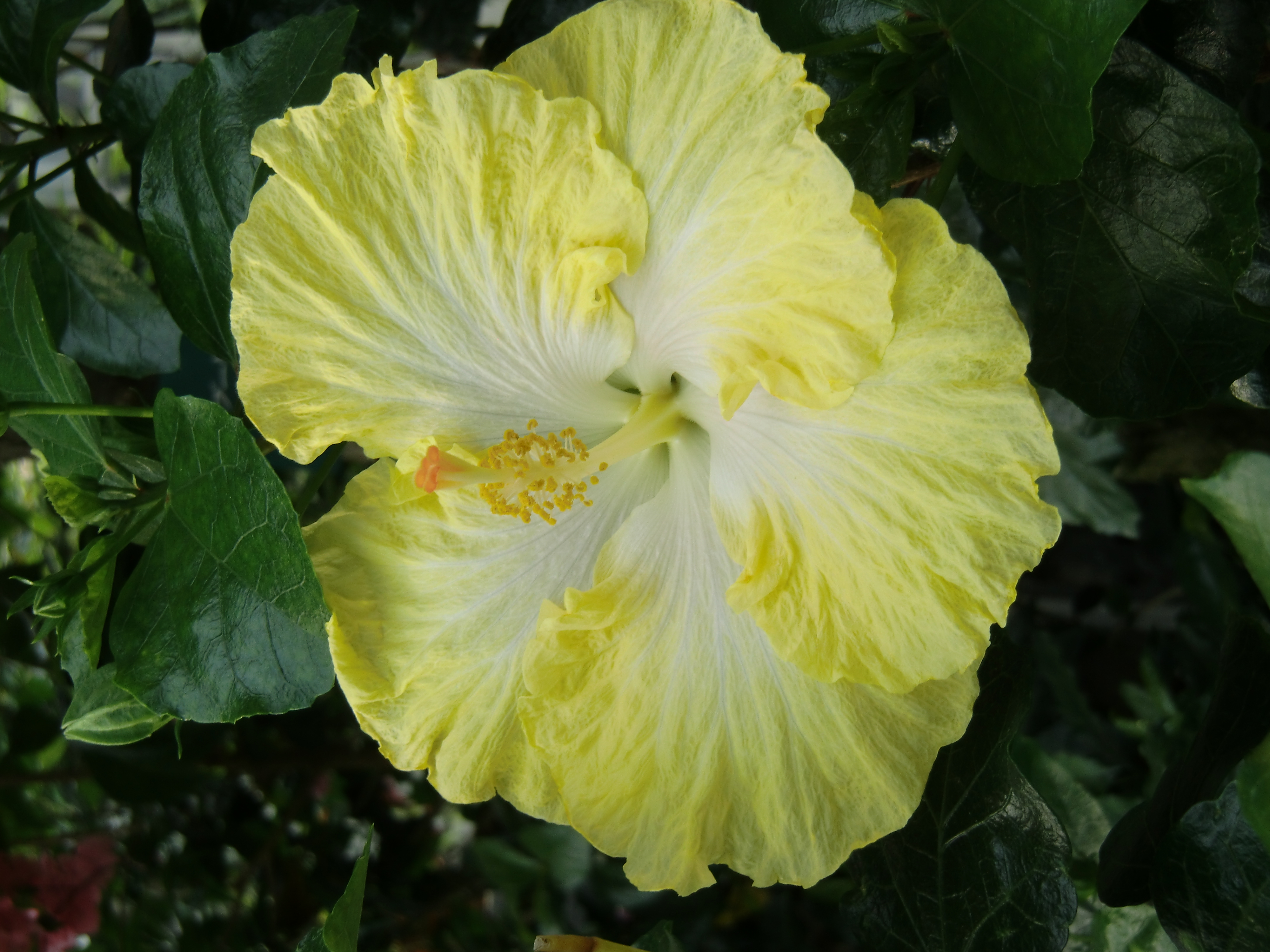 <b>EX-H10 / 約3.8MB / 3,000×4,000 / 1/100秒 / F4.4 / 0EV / ISO64 / WB:オート / 11.6mm</b>