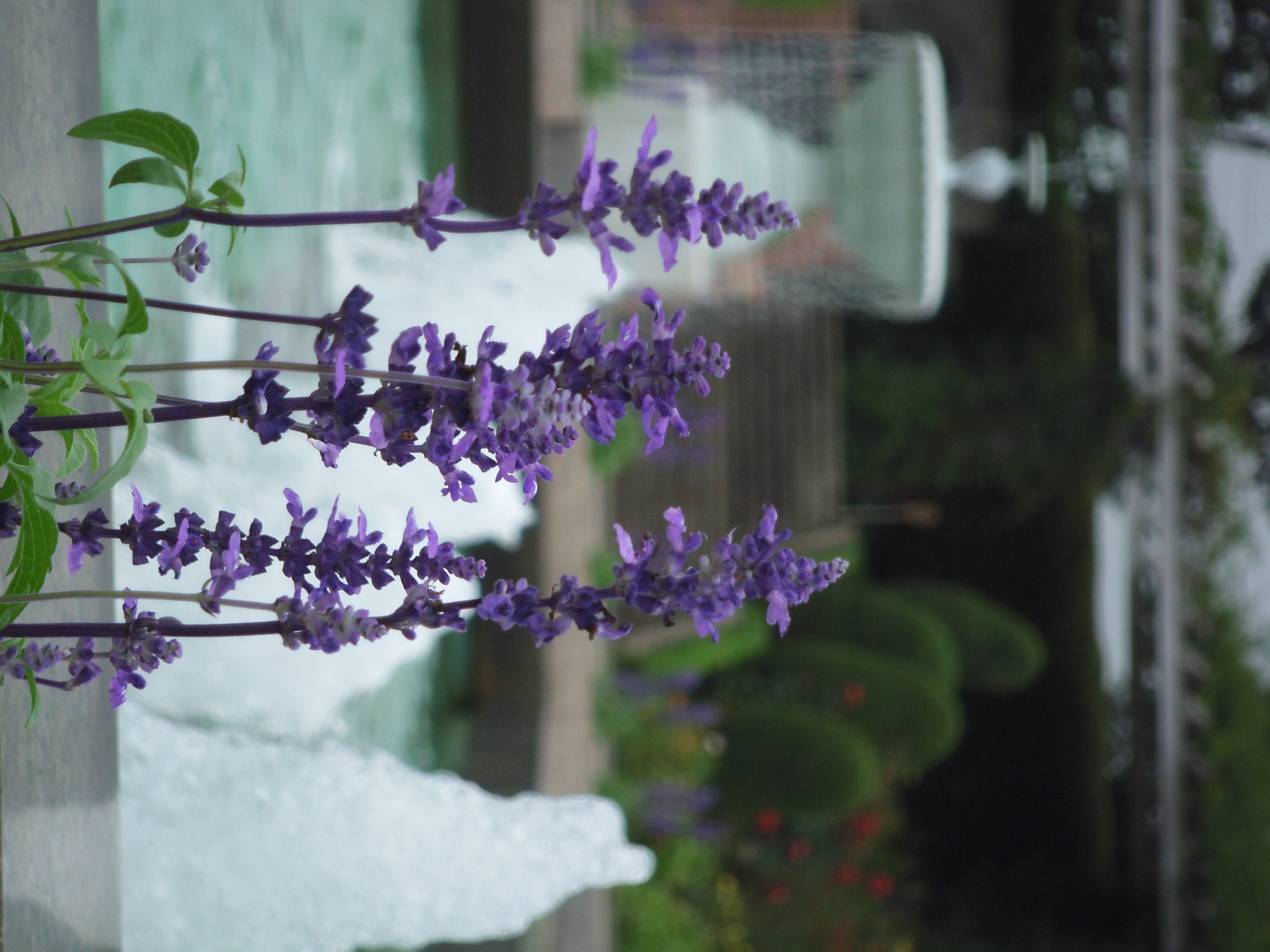 <b>FinePix Z300 / 約4.1MB / 2,736×3,648 / 1/480秒 / F4.7 / 0EV / ISO200 / WB:オート / 32mm</b>