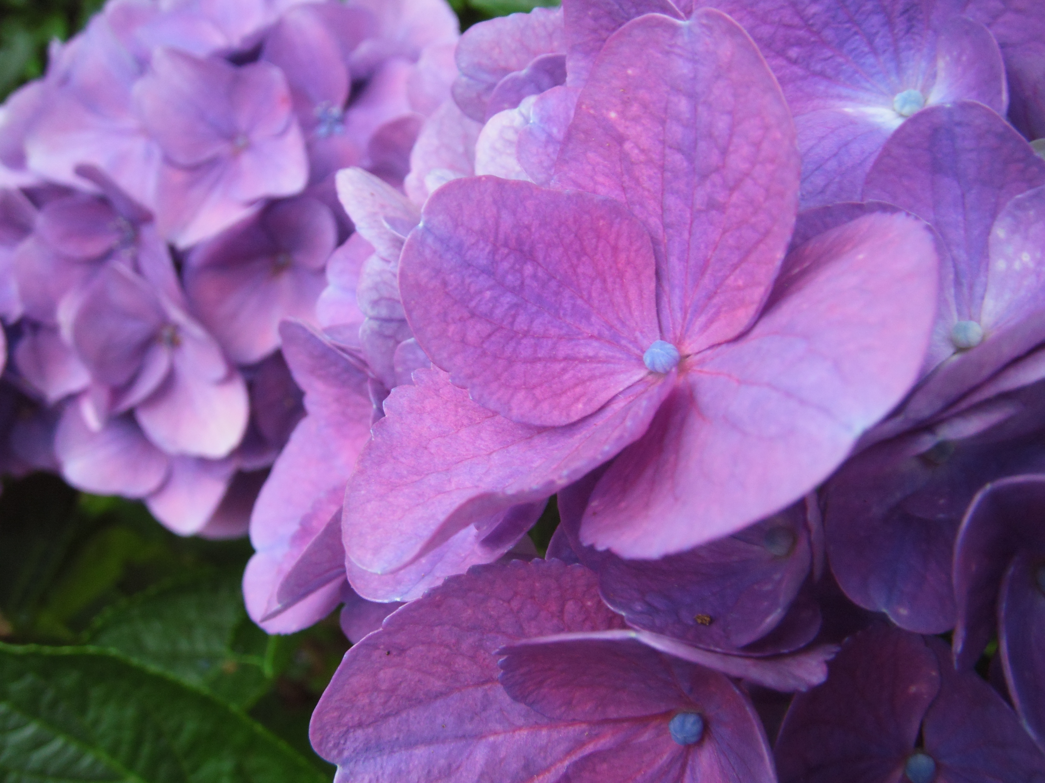 <b>FinePix Z300 / 約4.0MB / 3,648×2,736 / 1/28秒 / F3.9 / 0EV / ISO200 / WB:日陰 / 6.4mm</b>