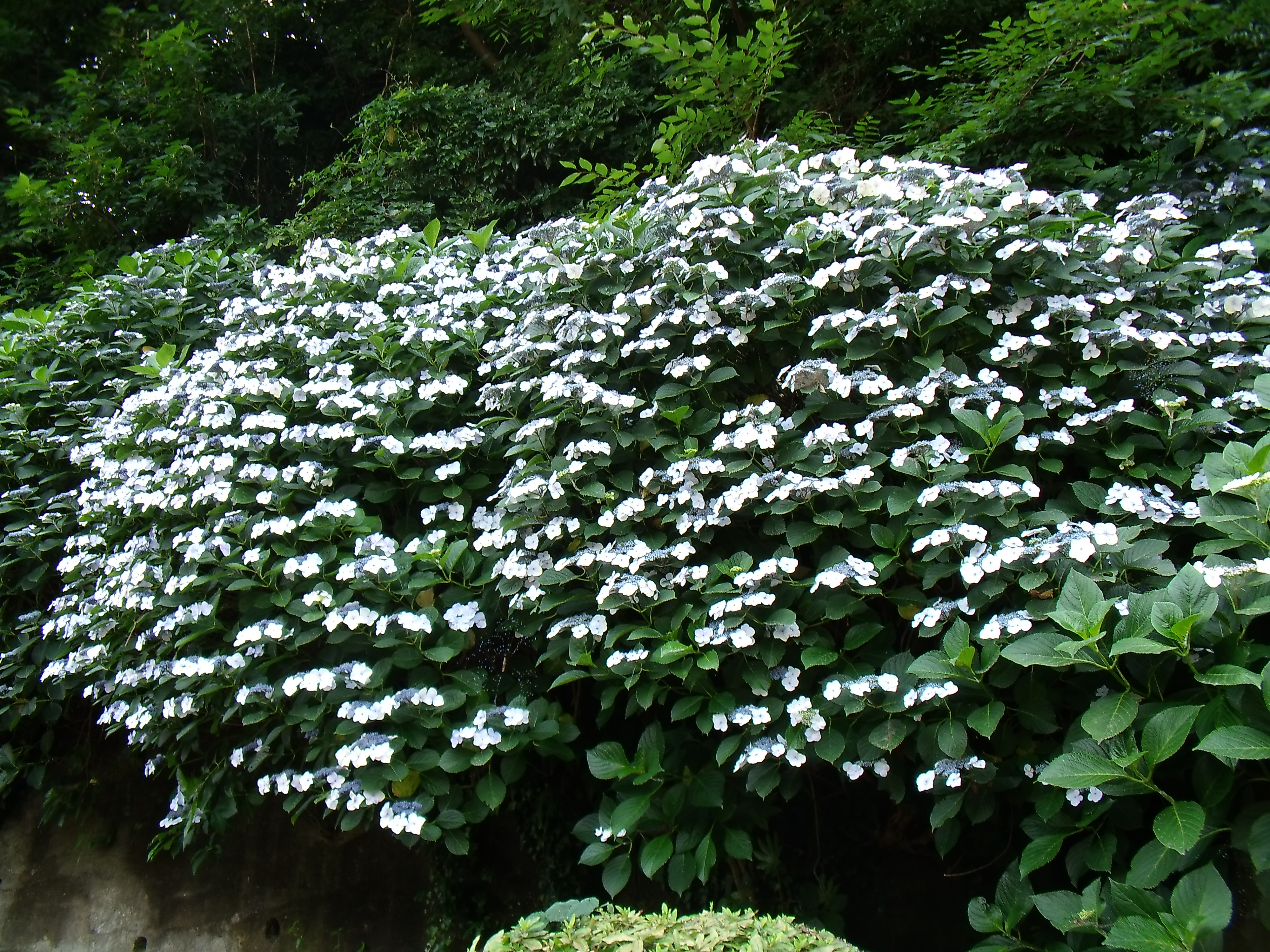 <b>E1255W / 約5.9MB / 4,000×3,000 / 1/70秒 / F3.3 / -0.3EV / ISO64 / WB:曇天 / 5.3mm</b>