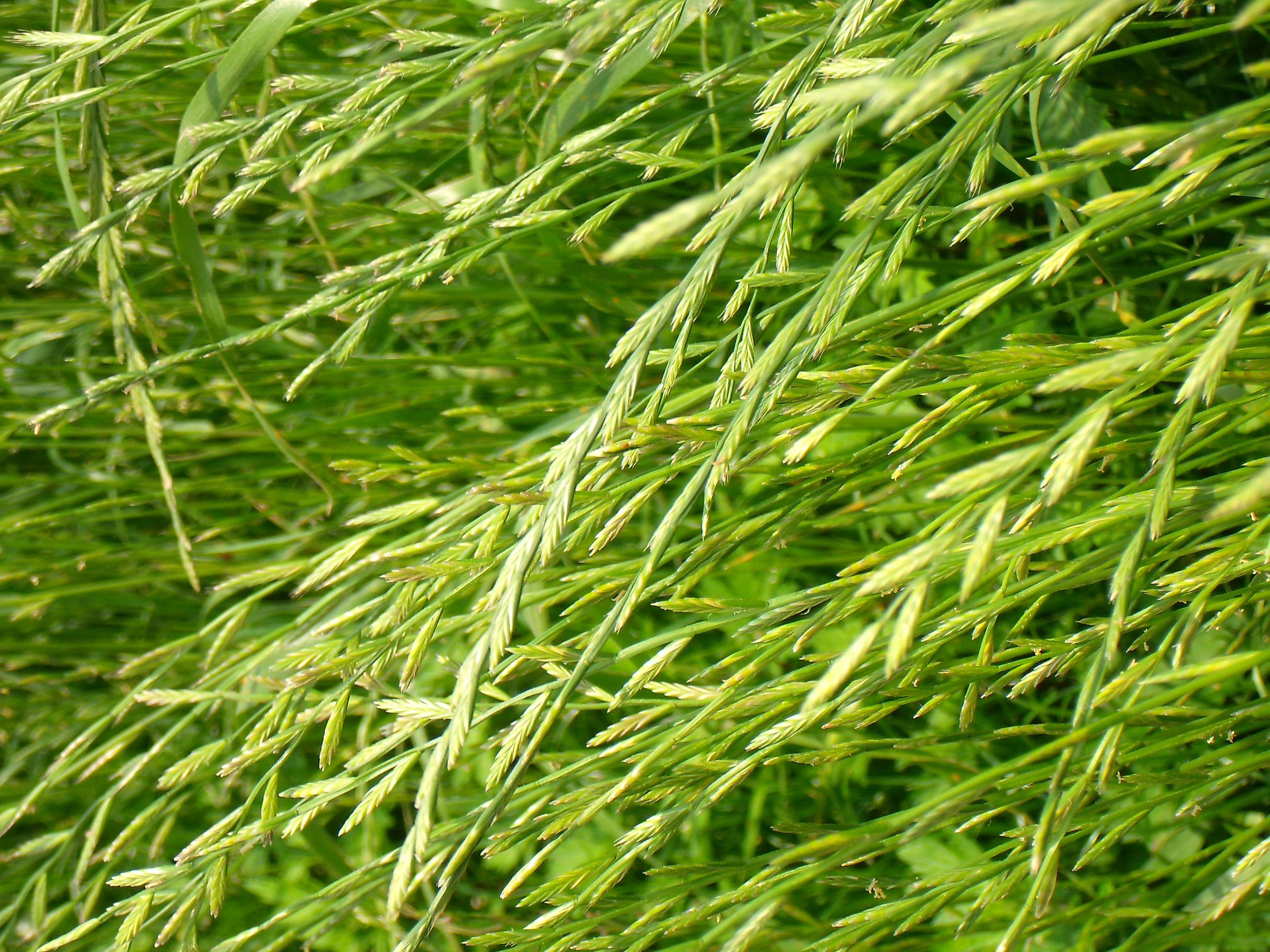 <b>E1255W / 約5.7MB / 4,000×3,000 / 1/300秒 / F4.7 / 0EV / ISO64 / WB:曇天 / 14.9mm</b>