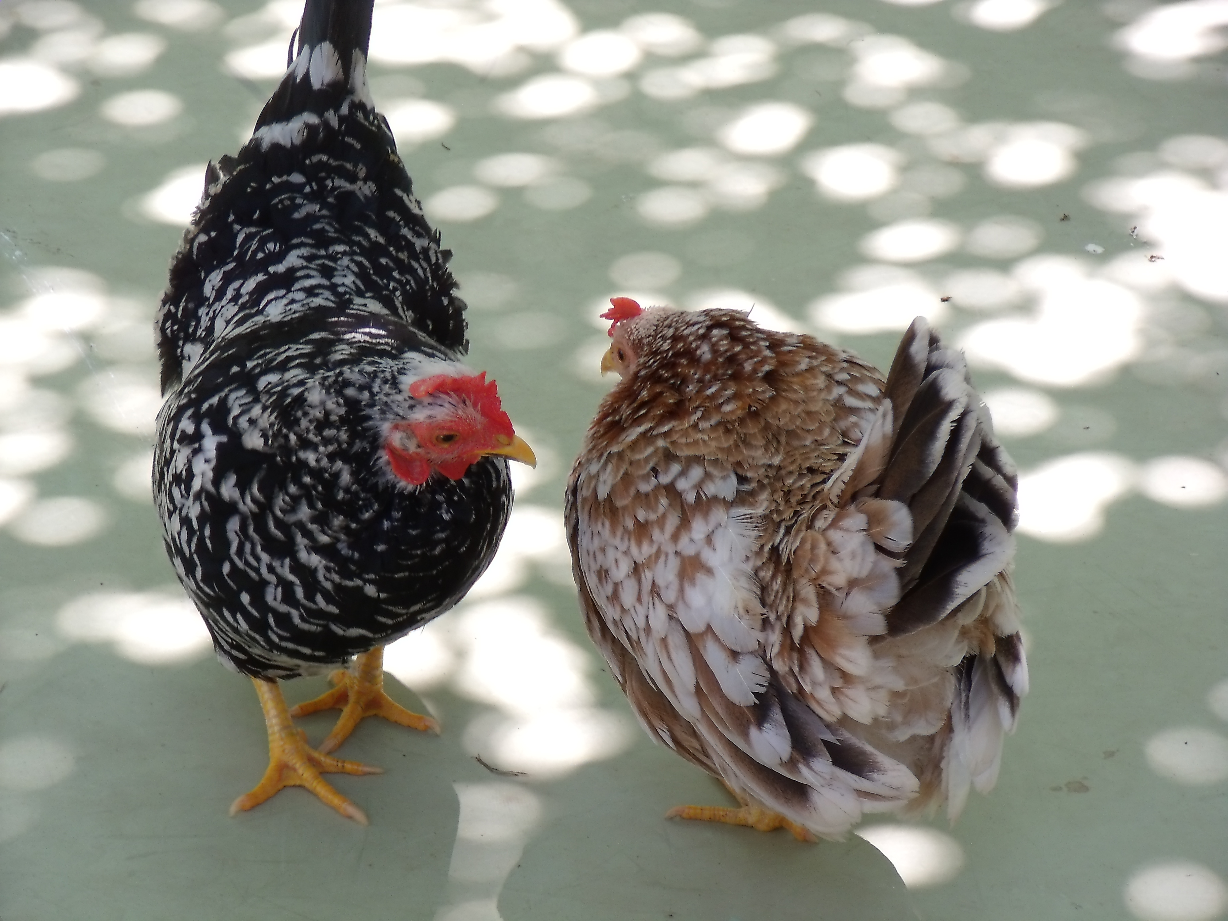 <b>E1255W / 約4.9MB / 4,000×3,000 / 1/60秒 / F5.1 / +1EV / ISO100 / WB:オート / 24.9mm</b>