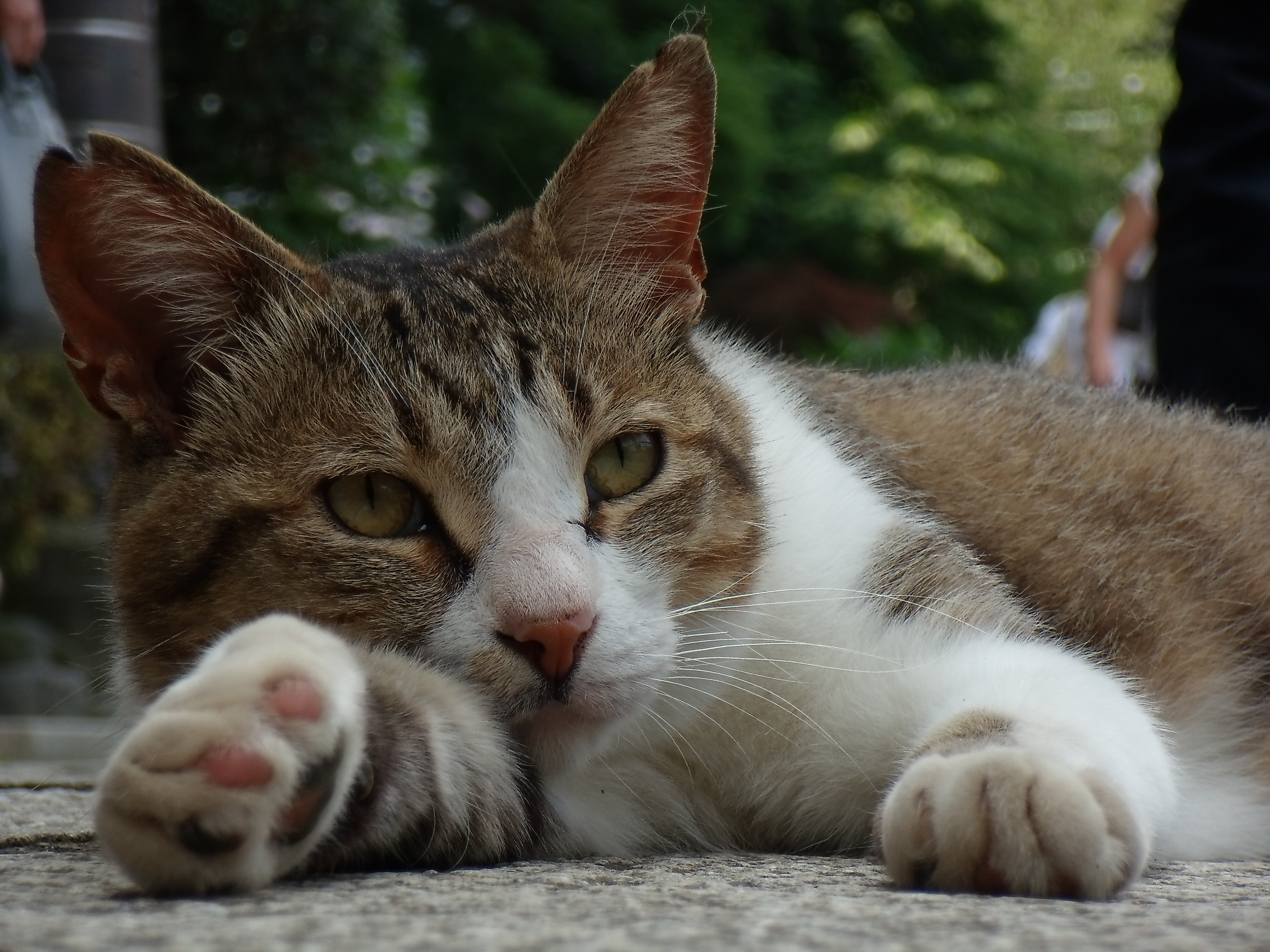 <b>E1255W / 約5.4MB / 4,000×3,000 / 1/140秒 / F5.1 / -0.7EV / ISO64 / WB:曇天 / 24.9mm</b>