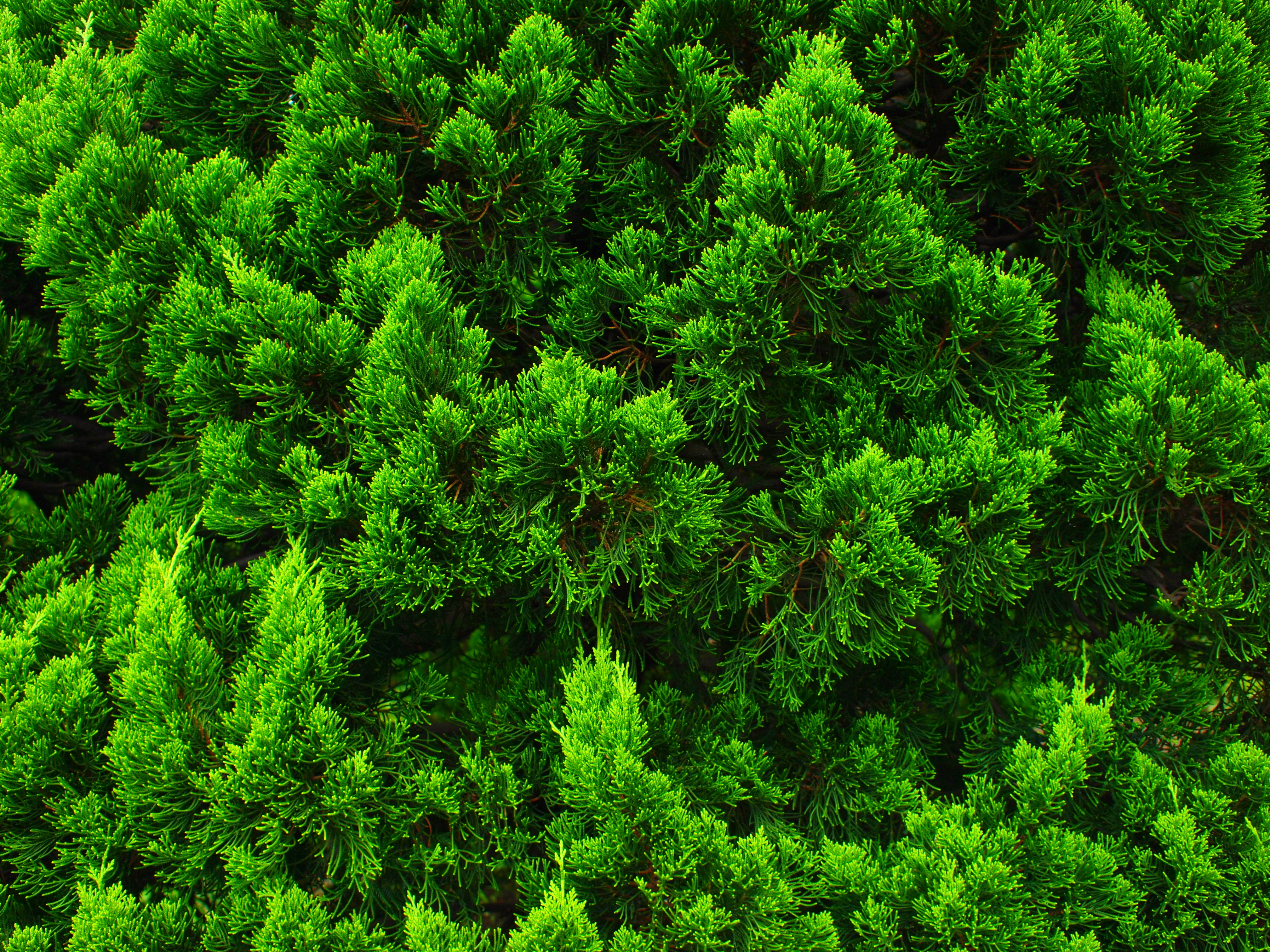 <b>アートフィルター：ポップアート / 仕上り設定：NATURAL<br>E-P1 / M.ZUIKO DIGITAL 17mm F2.8 / 4,032×3,024（4：3）/ 1/160秒 / F5.6 / -1.3EV / ISO200 / プログラム / WB:オート / 17mm</b>