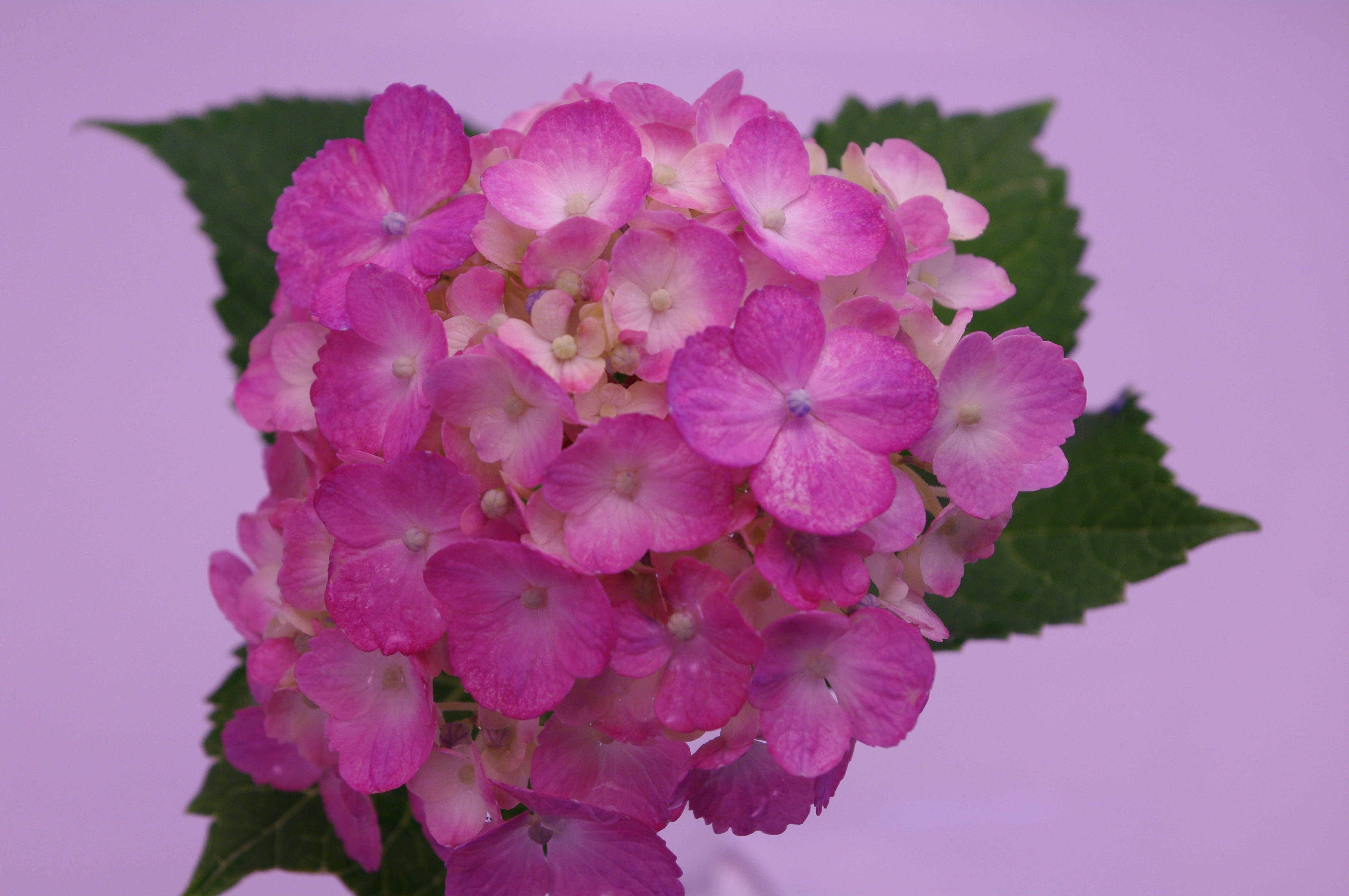 <b>画面を右上へ限界まで移動</b>