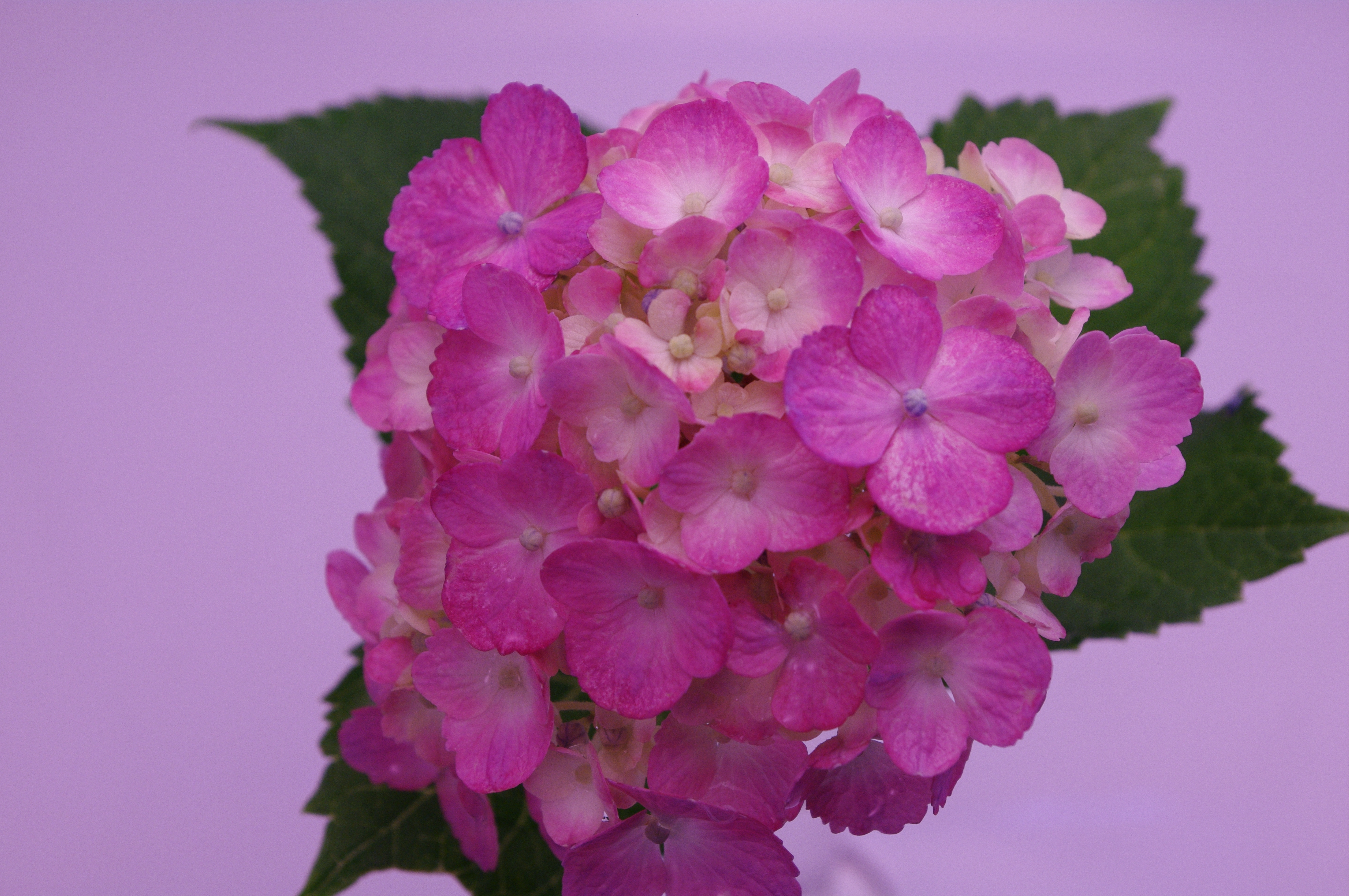 <b>画面を左上へ限界まで移動</b>