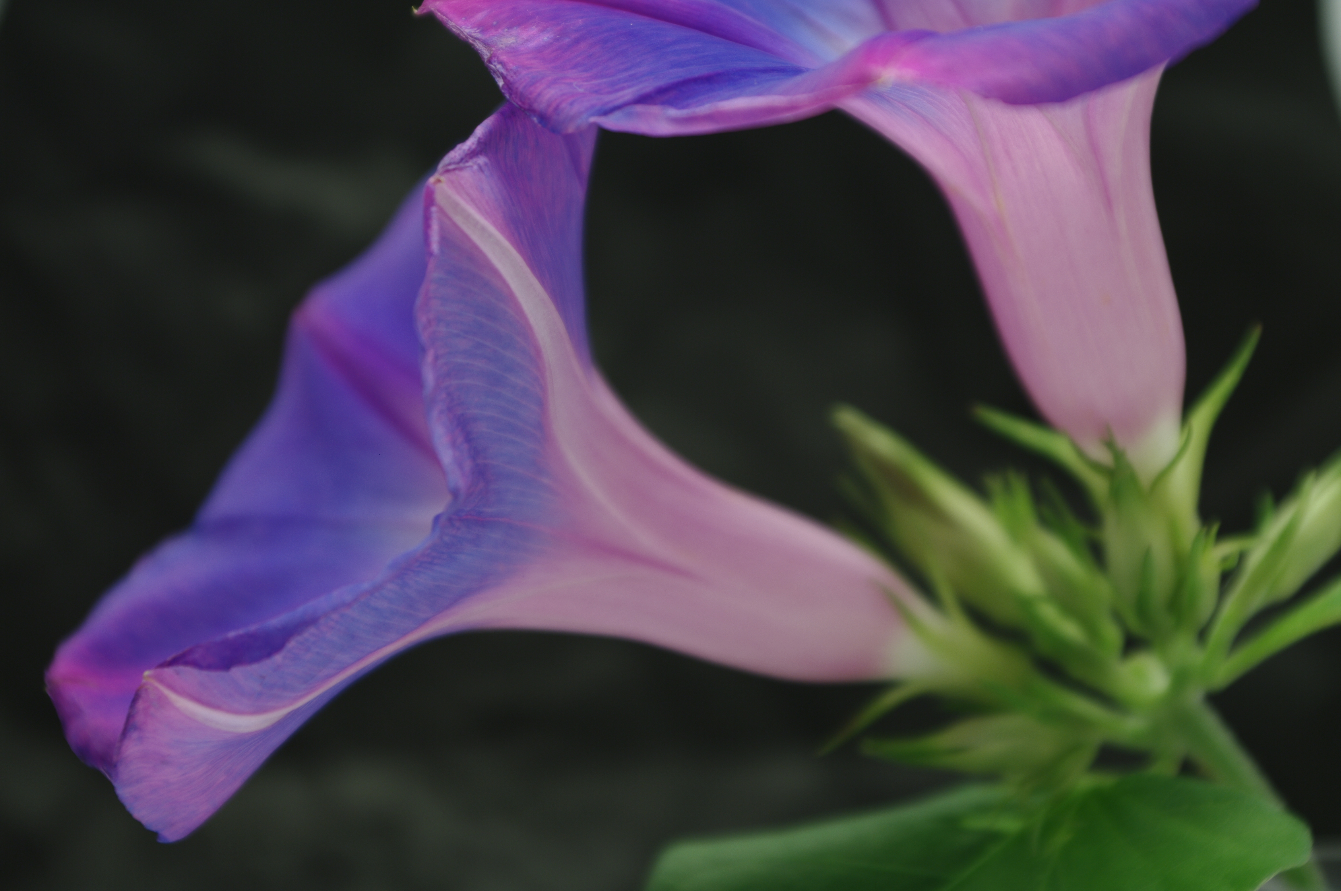 <b>倍率色収差補正オン。このレンズはもともと倍率色収差が少ないようで、それほど顕著な差は出なかった</b>