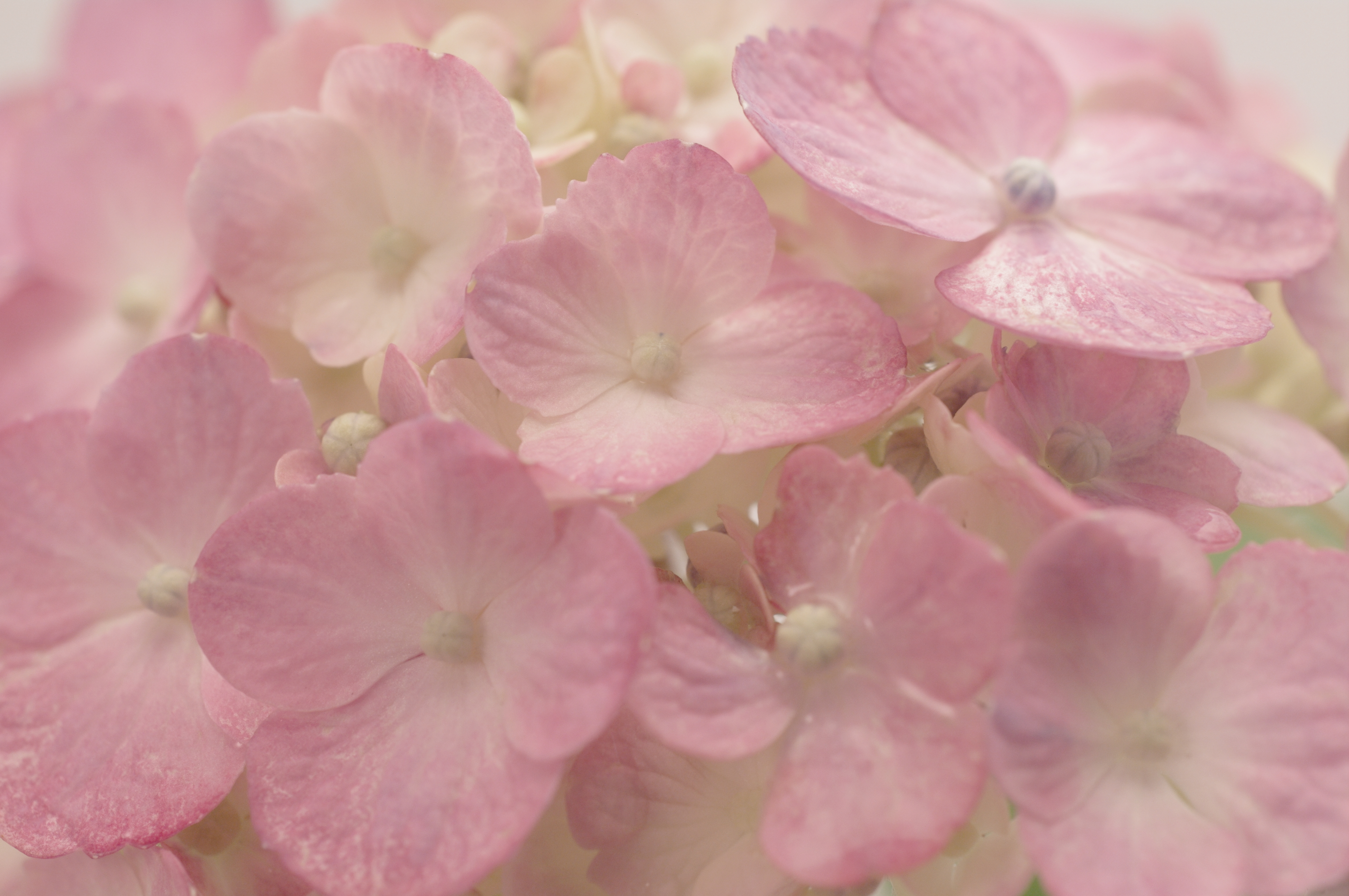 <b>カスタムイメージ：ほのか</b>