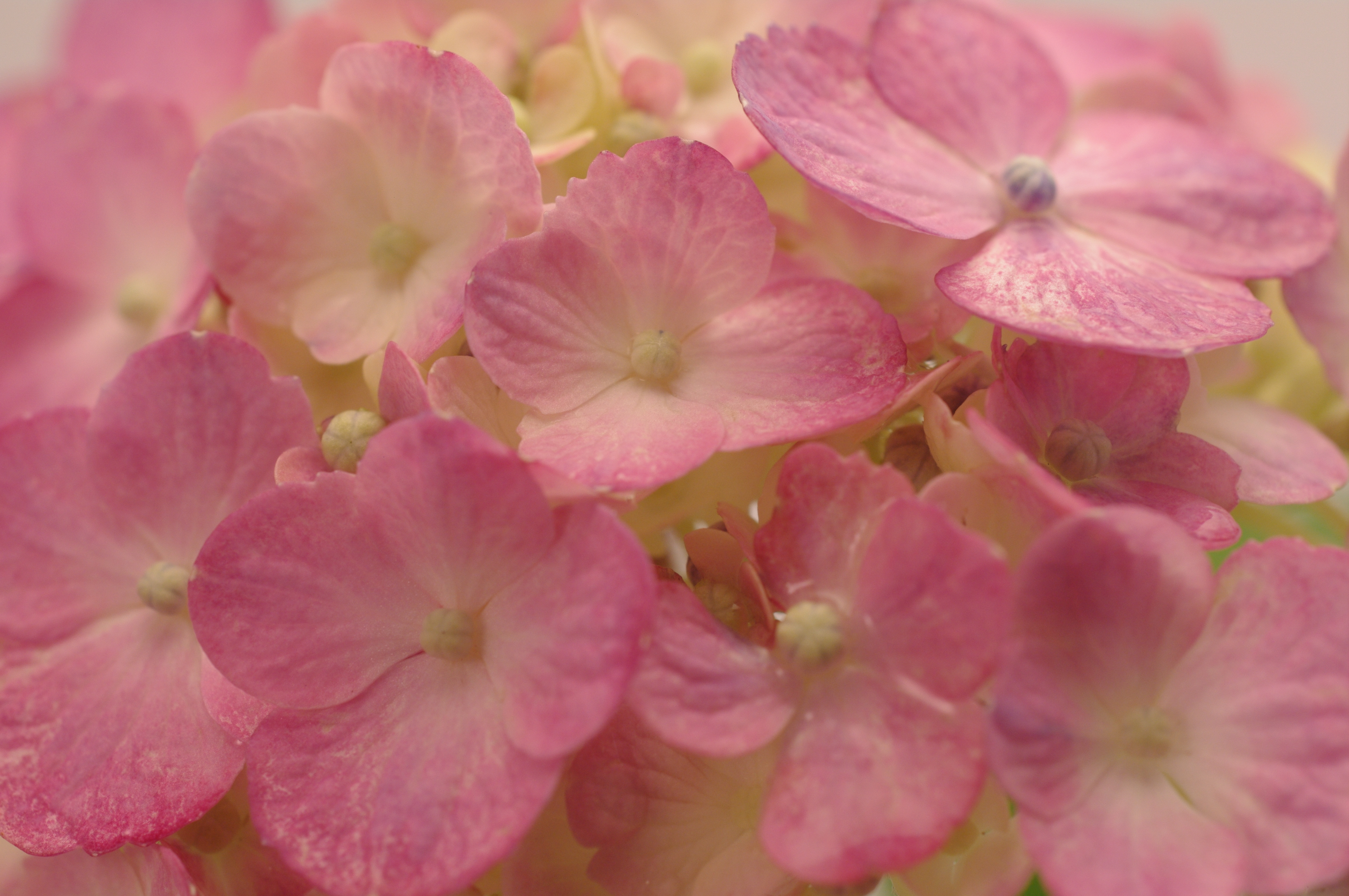 <b>カスタムイメージ：ナチュラル</b>